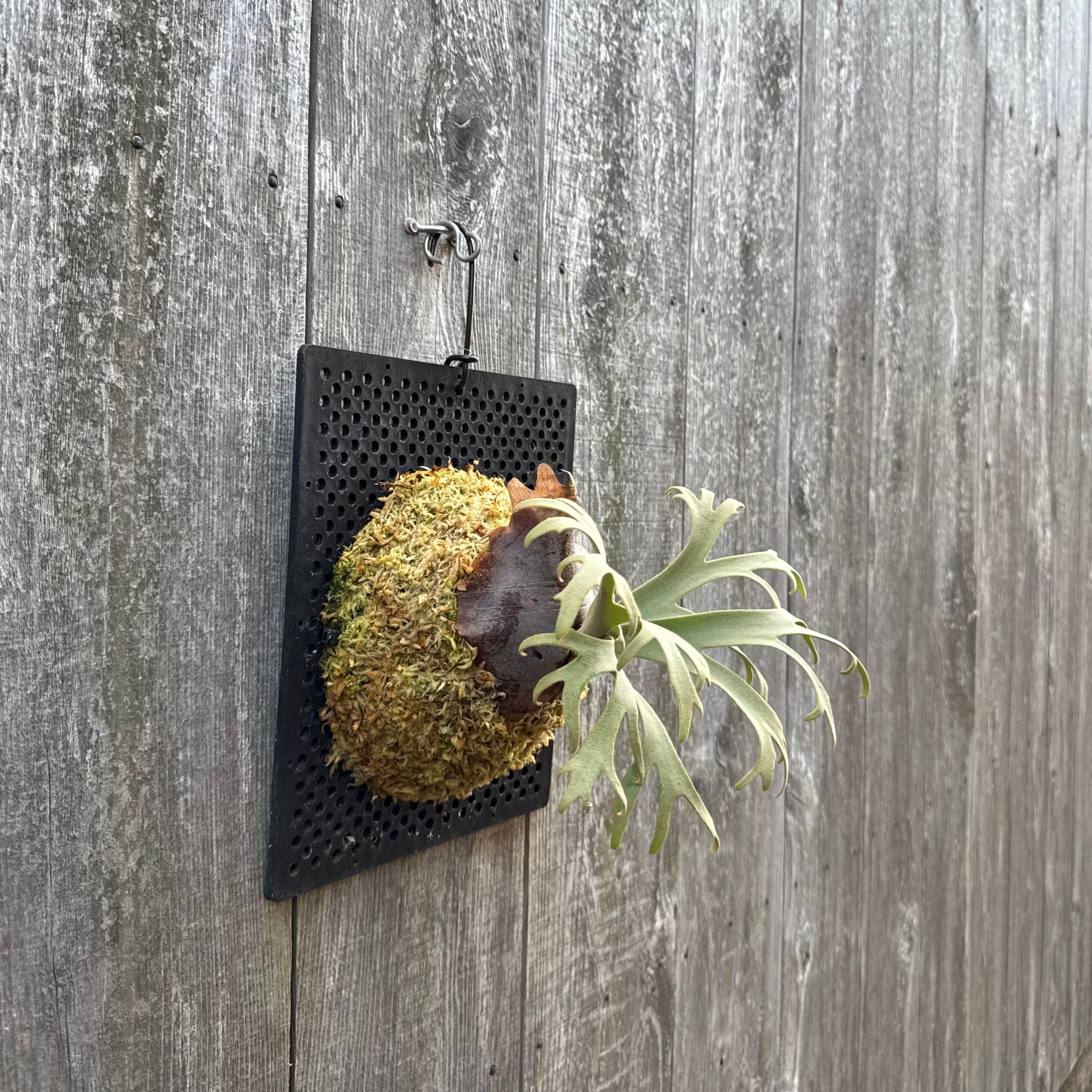 P. willinckii Jenny #1 (pup) | naturefix