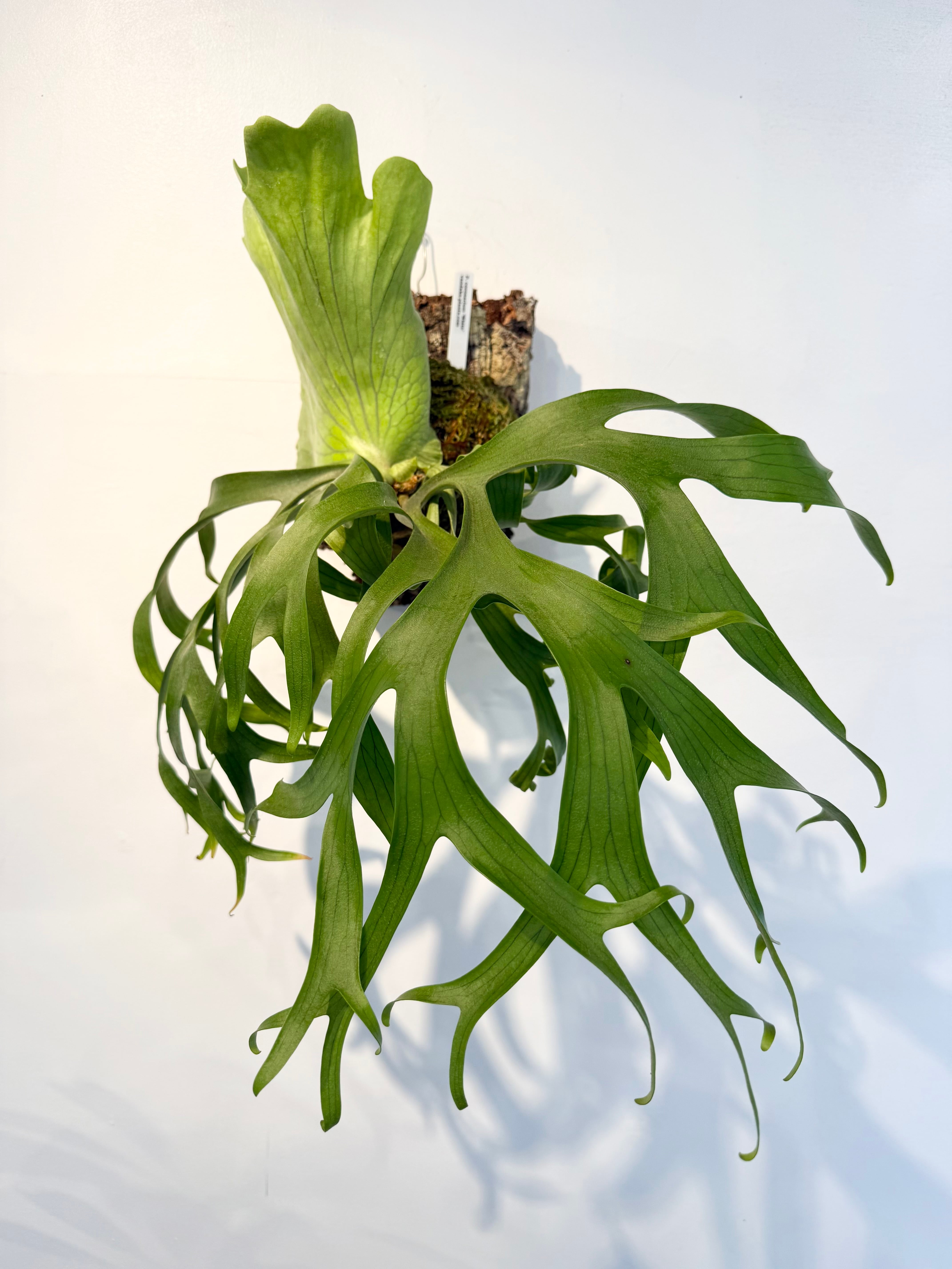 Platycerium_ビカクシダ | vandaka plants