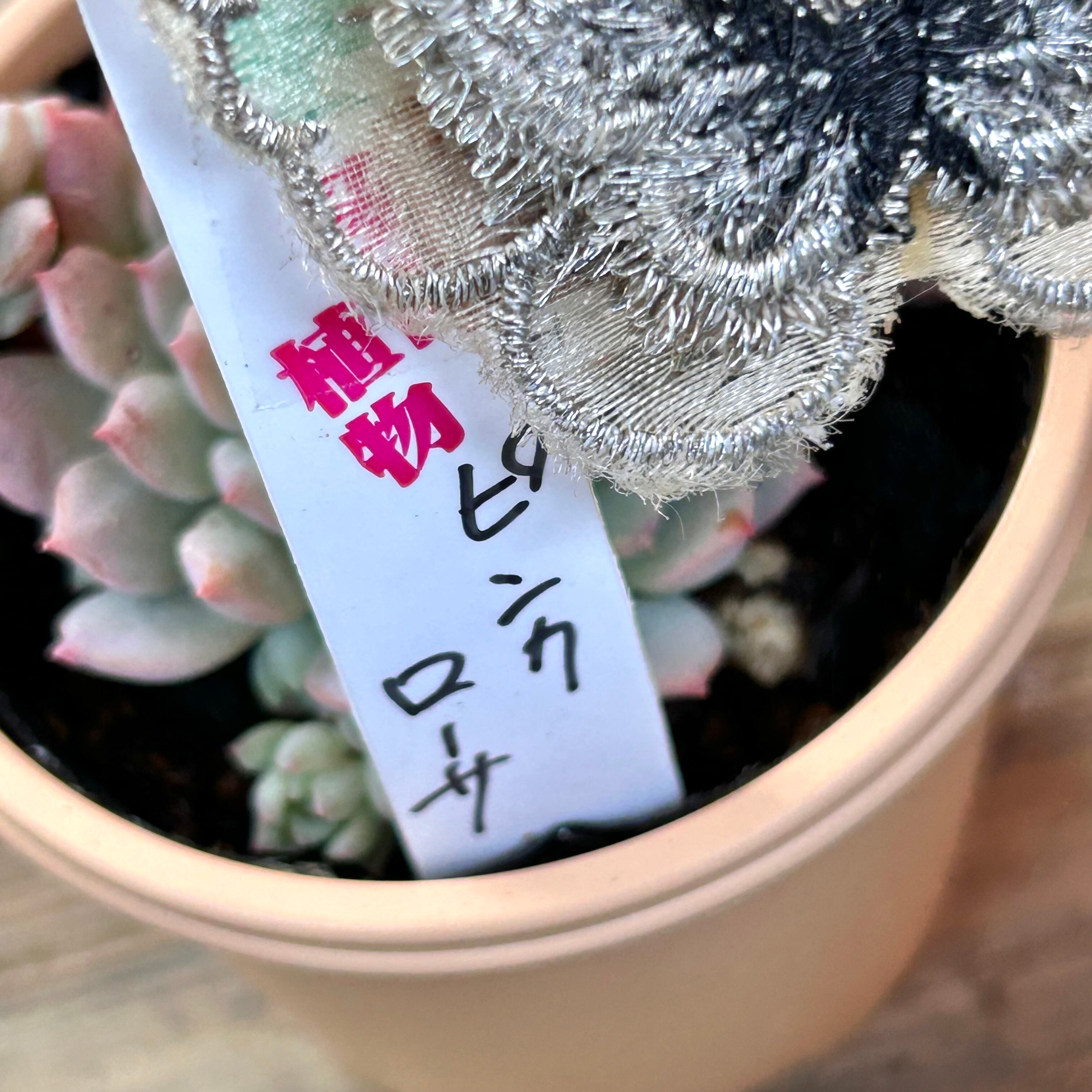 ピンクローサ(いとうぐりーん | RuPo 多肉植物専門店