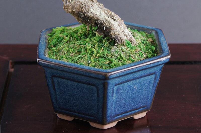 盆栽 山茶椿 Camellia Bonsai #26（鉢変更） | Oh! BONSAI