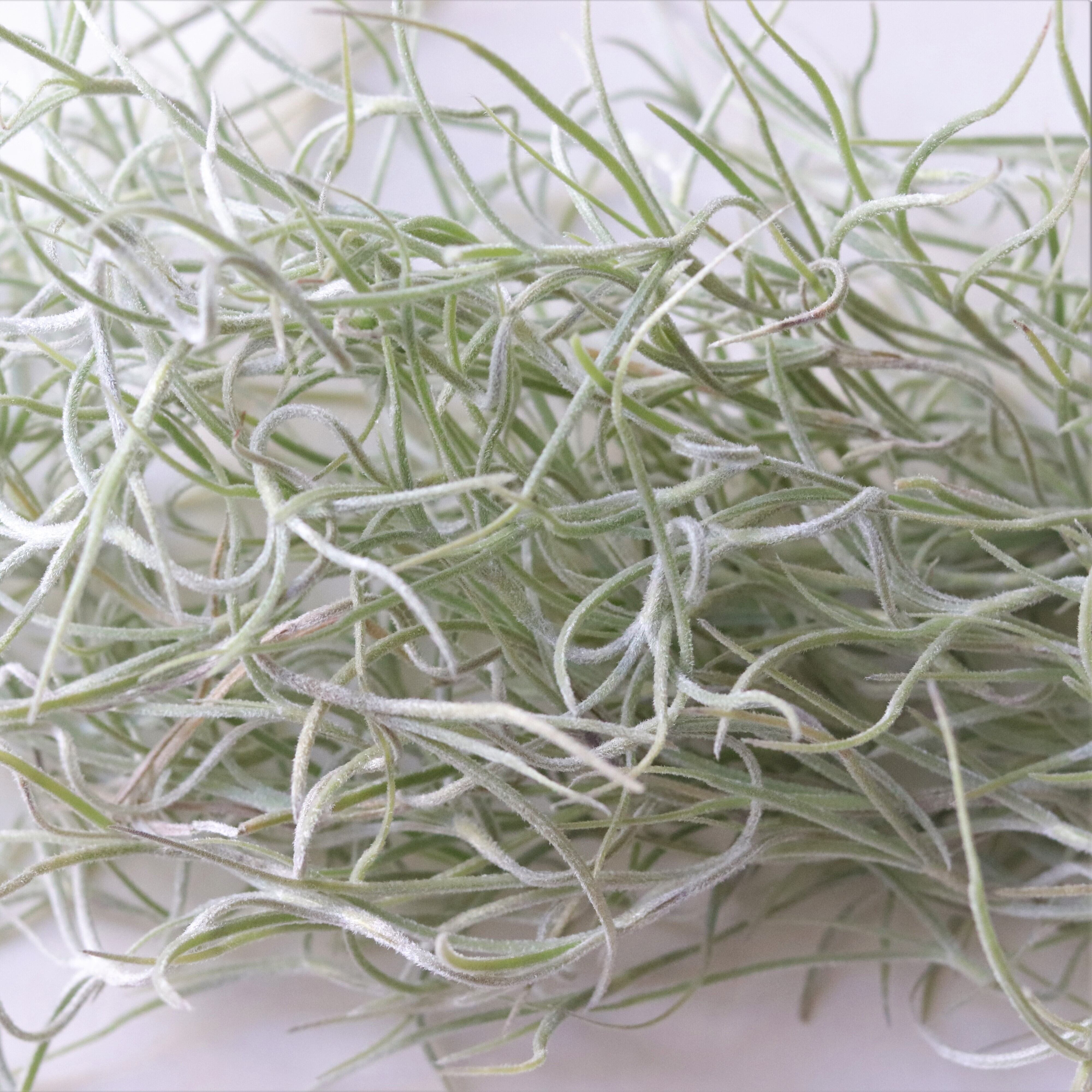 エアプランツ ウスネオイデス ジーフラットインテリアショップ Online Shop エアプランツ ウスネオイデス ジーフラットインテリアショップ Online Shop