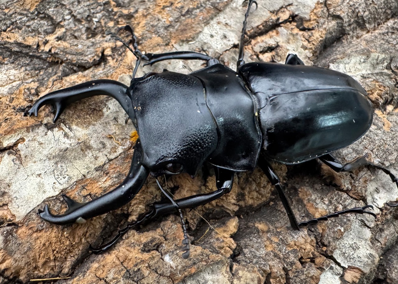 【WD】《スティーブンスツヤクワガタ原名亜種 70mm A’品ペア》