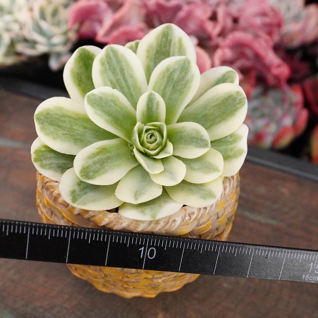 アエオニウム【グリーノビア錦 1】斑入り　韓国多肉　お買い得