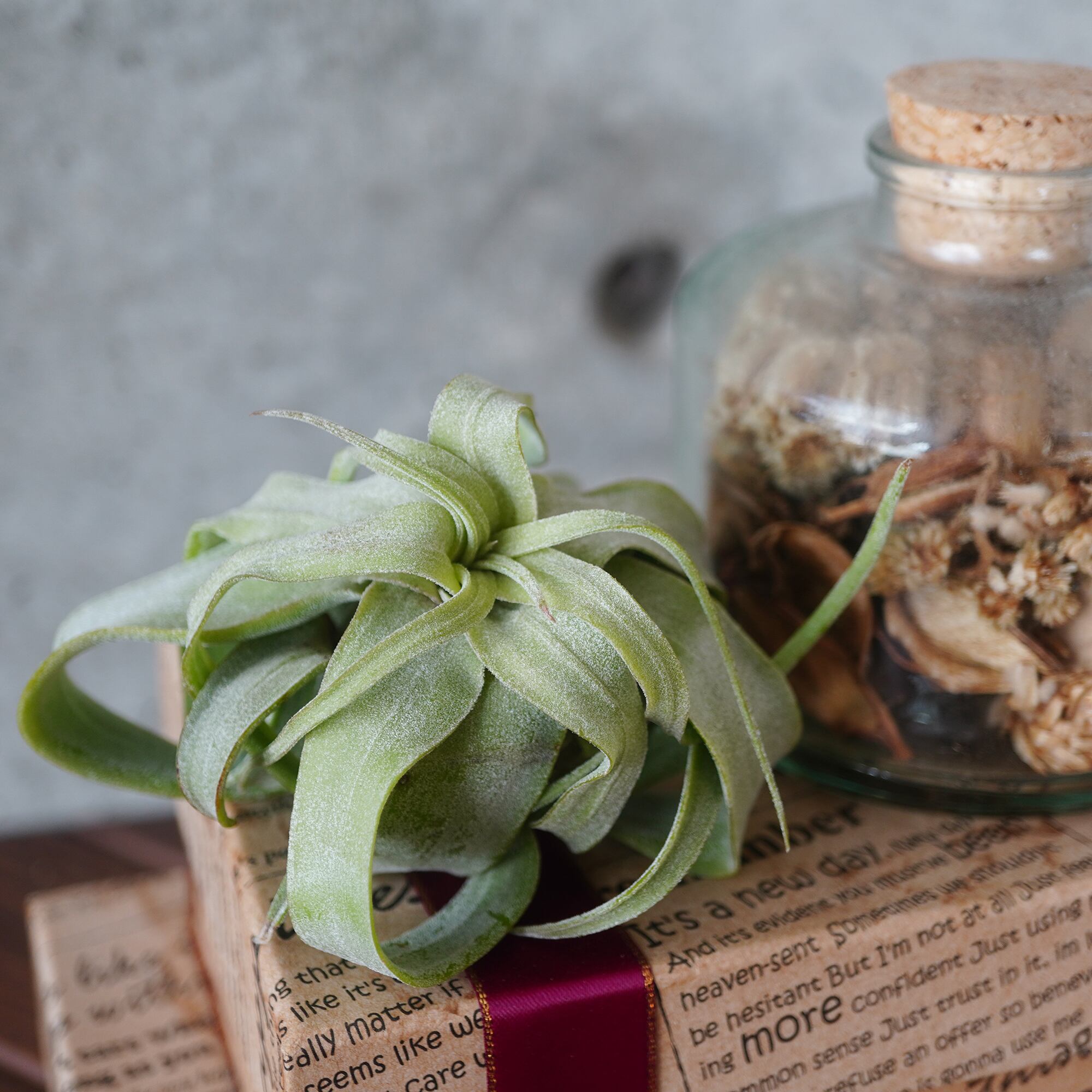 人気の大型つぼ型種！チランジア・ストレプトフィラ◇ギフト