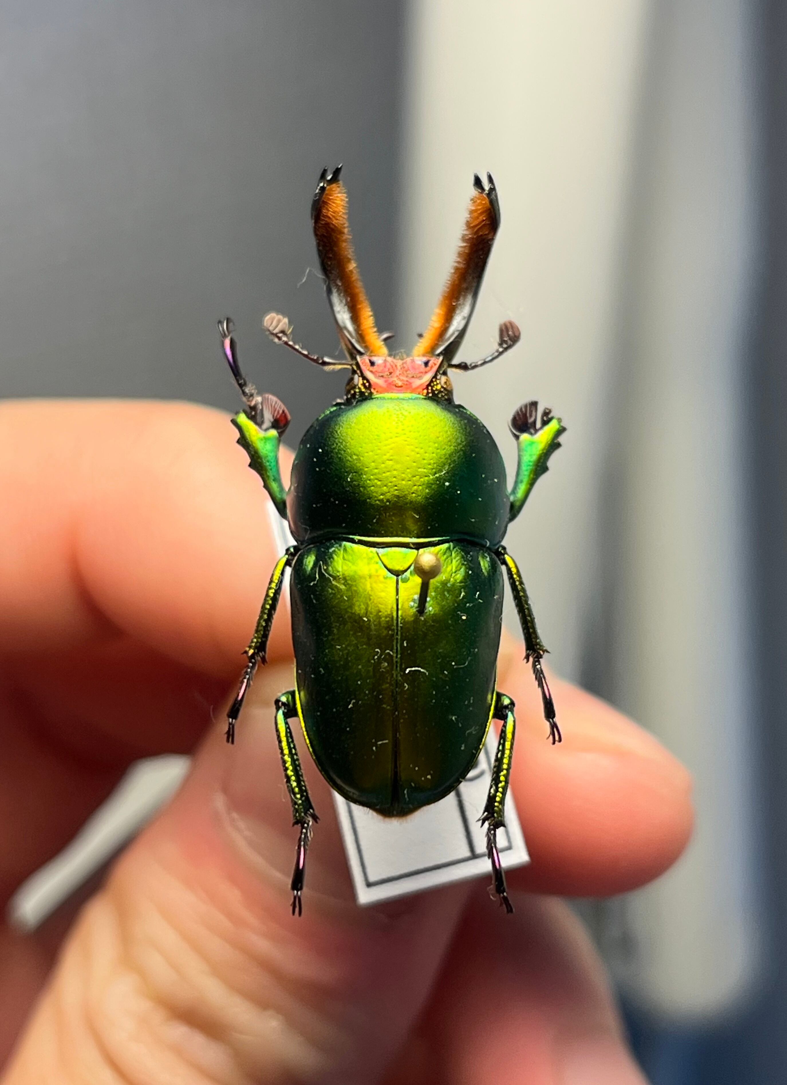 75mm】チリクワガタ メタリフェルホソアカクワガタ Wild 昆虫標本