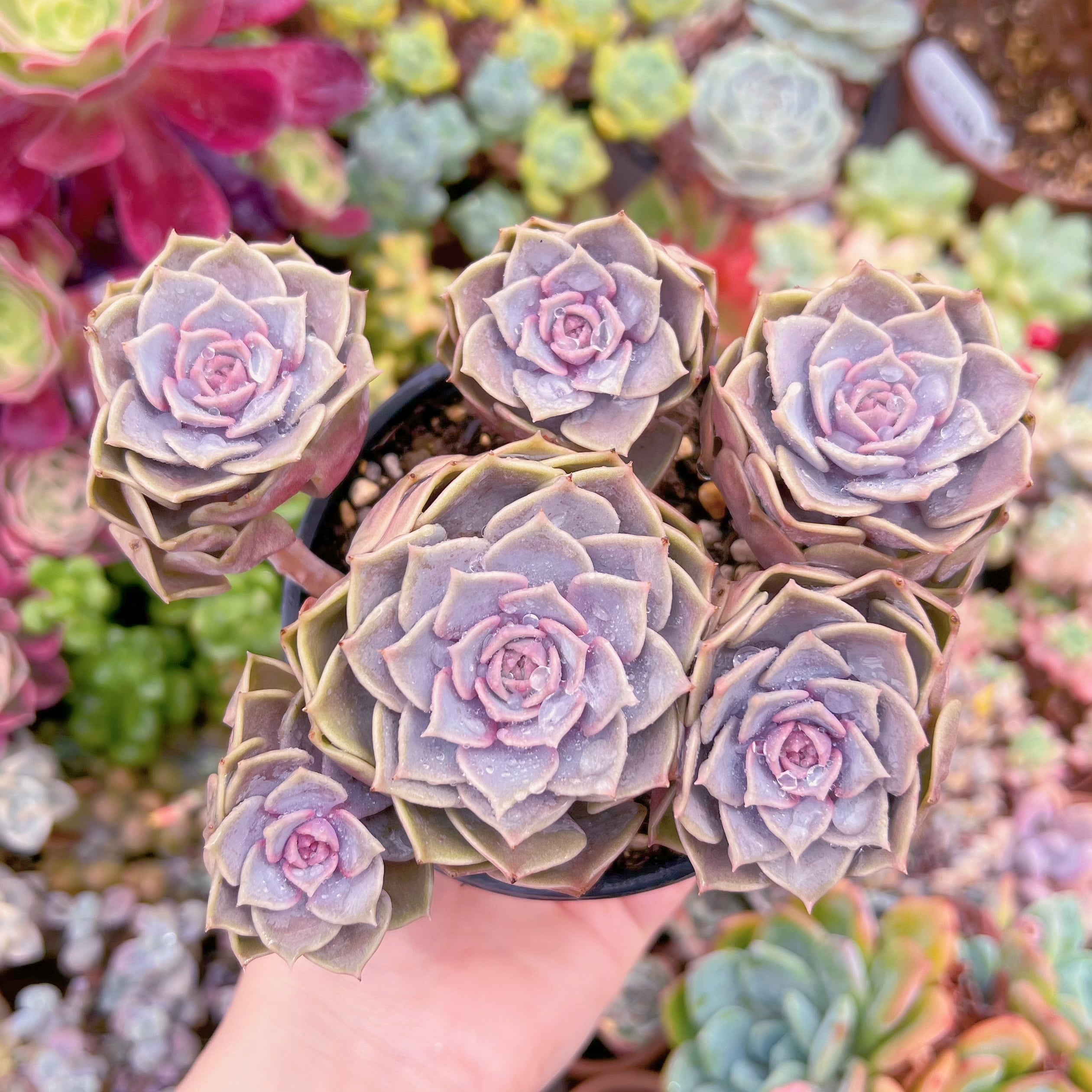 現品　ピンクローラ#061　るる農園