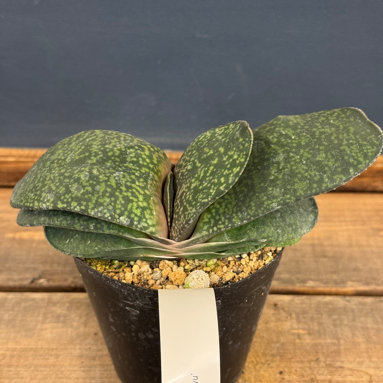 ガステリア 恐竜【843】