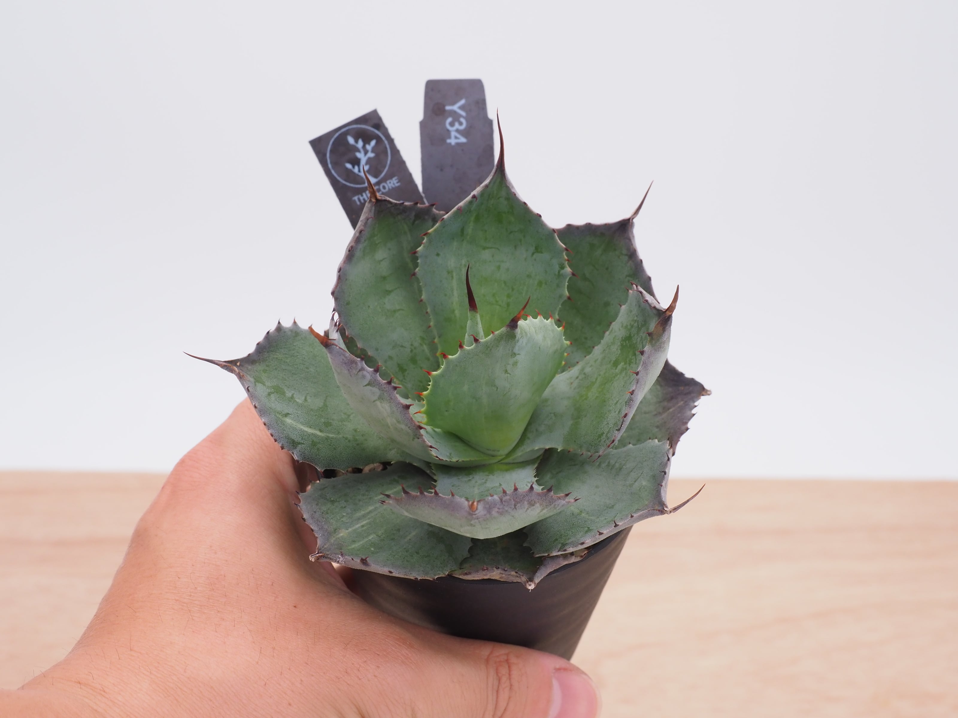 アガベ チタノタ ビッグスパイン | THE CORE