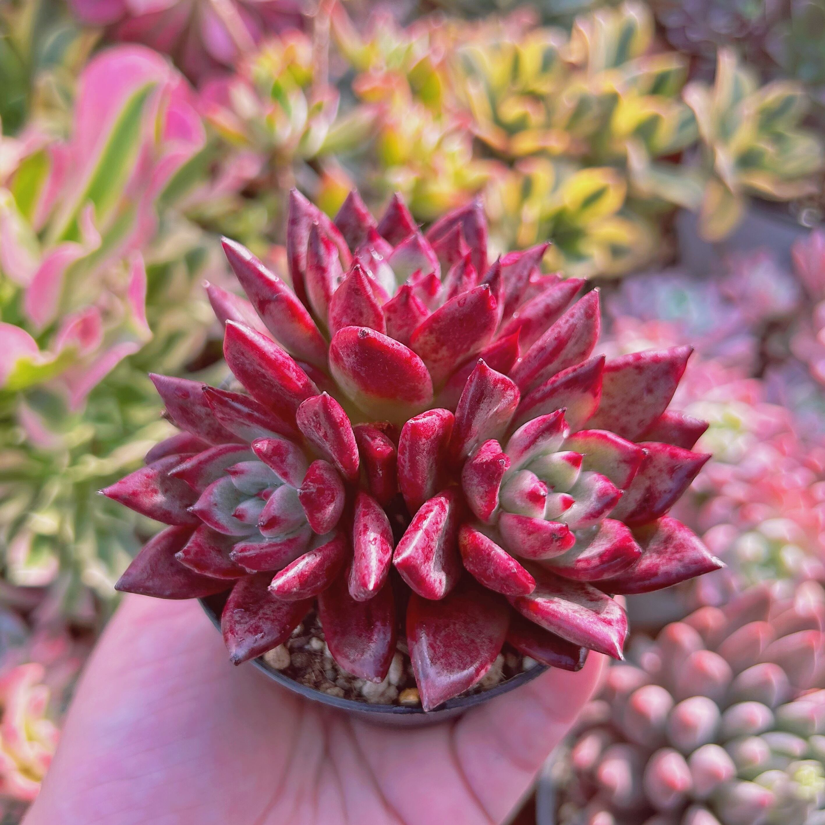 多肉植物　プラトニック　2~3頭　大群生