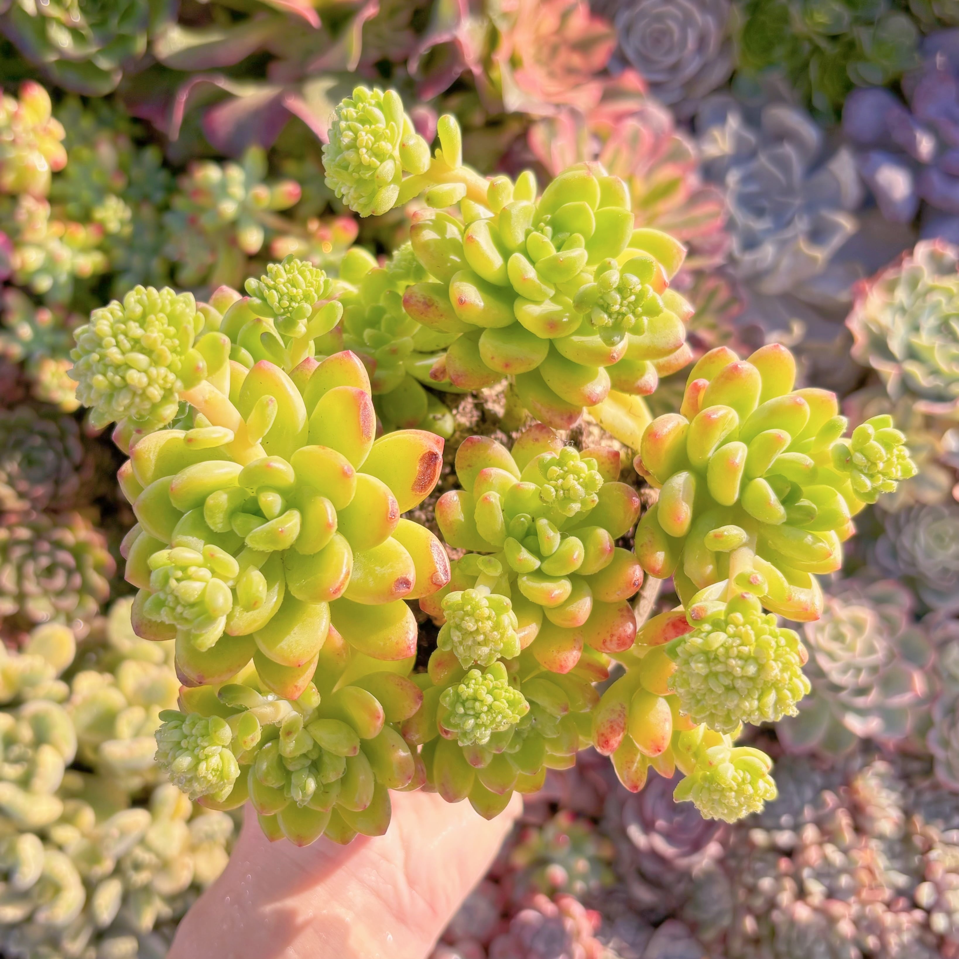 現品　シャングリラ#M051   大群生  るる農園