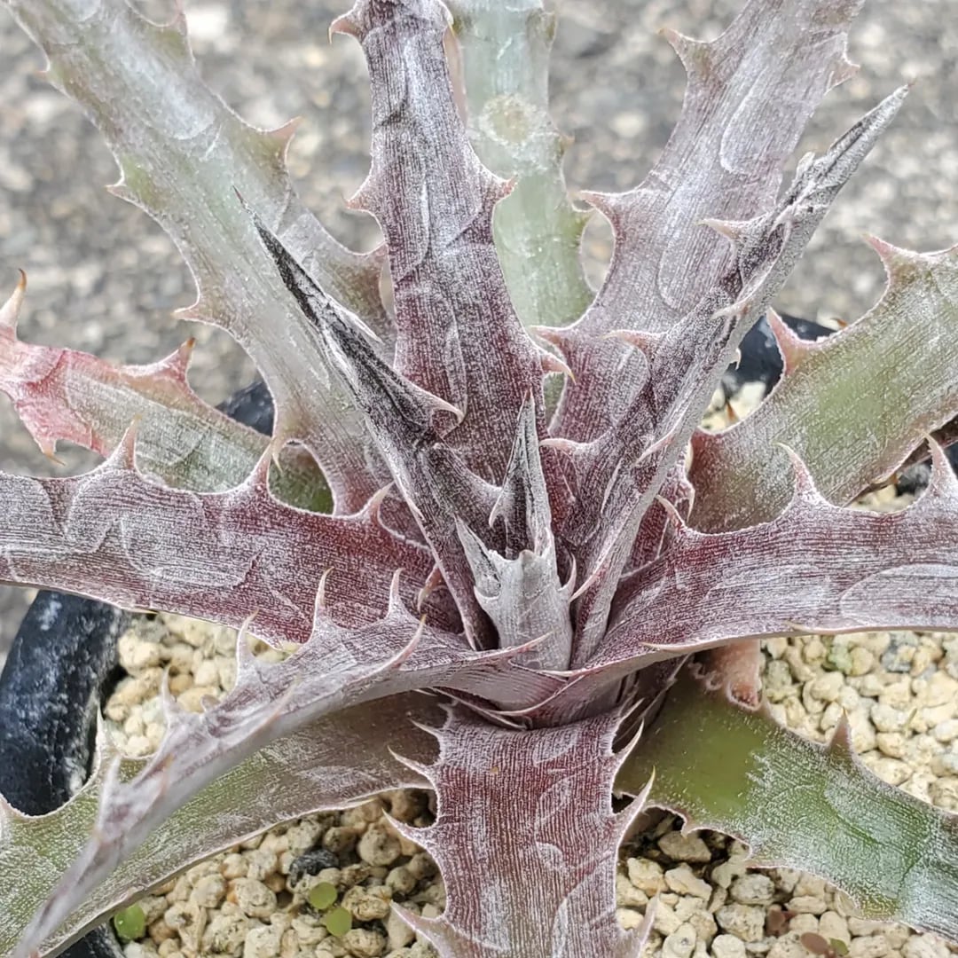 ディッキア（バトルアクス） Dyckia ”Battle Axe” Dyckia 【公式通販】