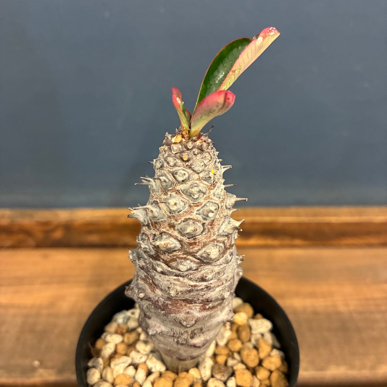 多肉植物 | PROTOLEAF プロトリーフ