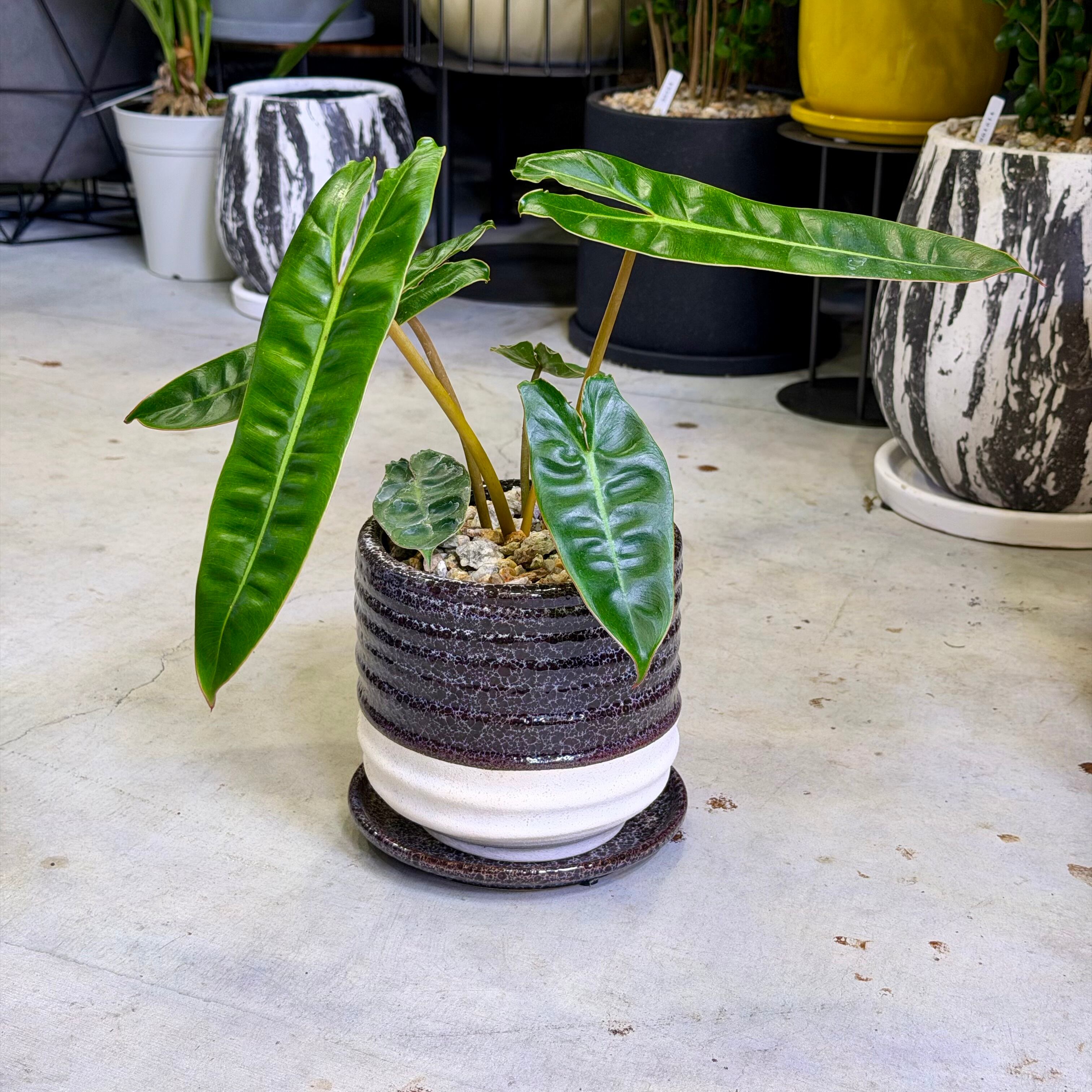 フィロデンドロン・ビレッティア | barrelplants_BONSAI