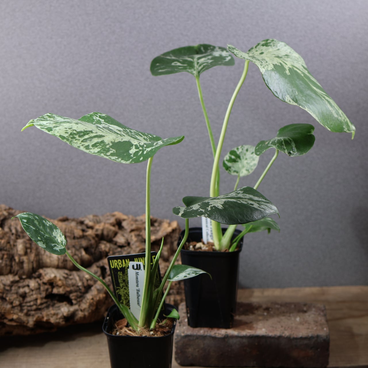774『urban jungle モンステラ デリシオーサ 'Bulbasaur'』観葉植物