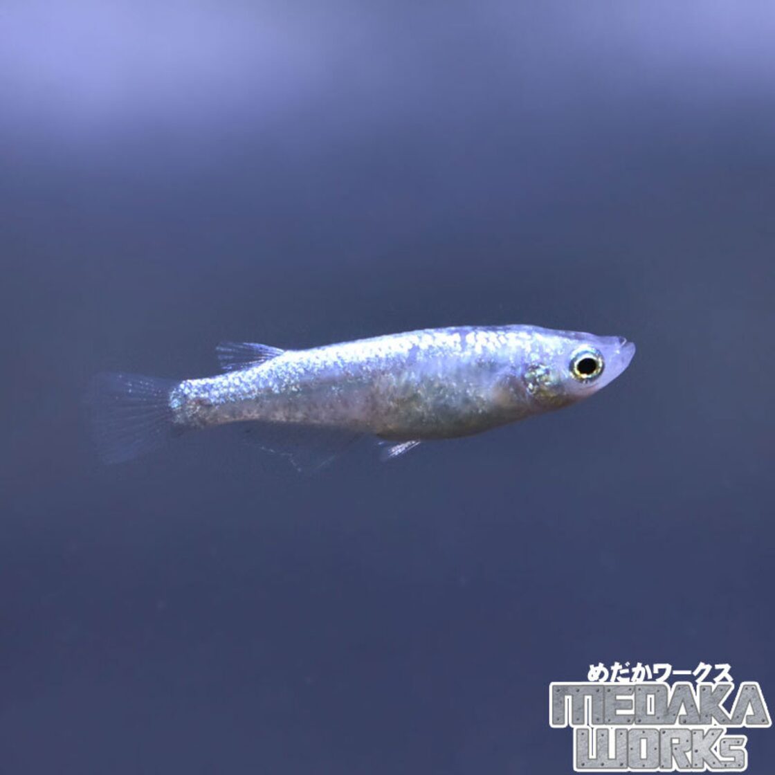 銀化(ぎんげ)メダカ【ペア】めだか 成魚 観賞魚 淡水魚 飼育 