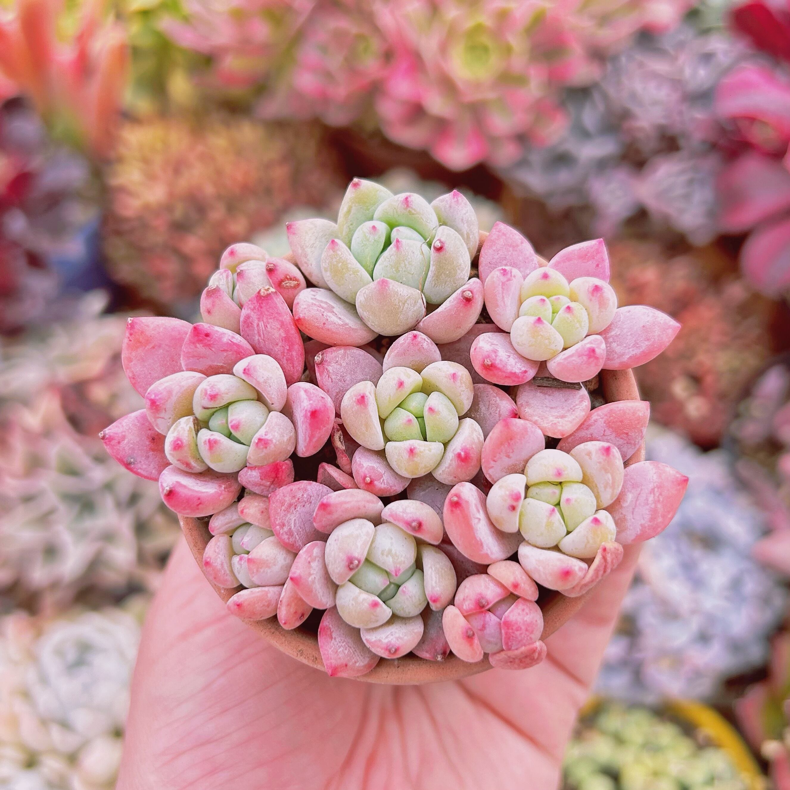 多肉植物　プロリフェラxラウイ　9頭　