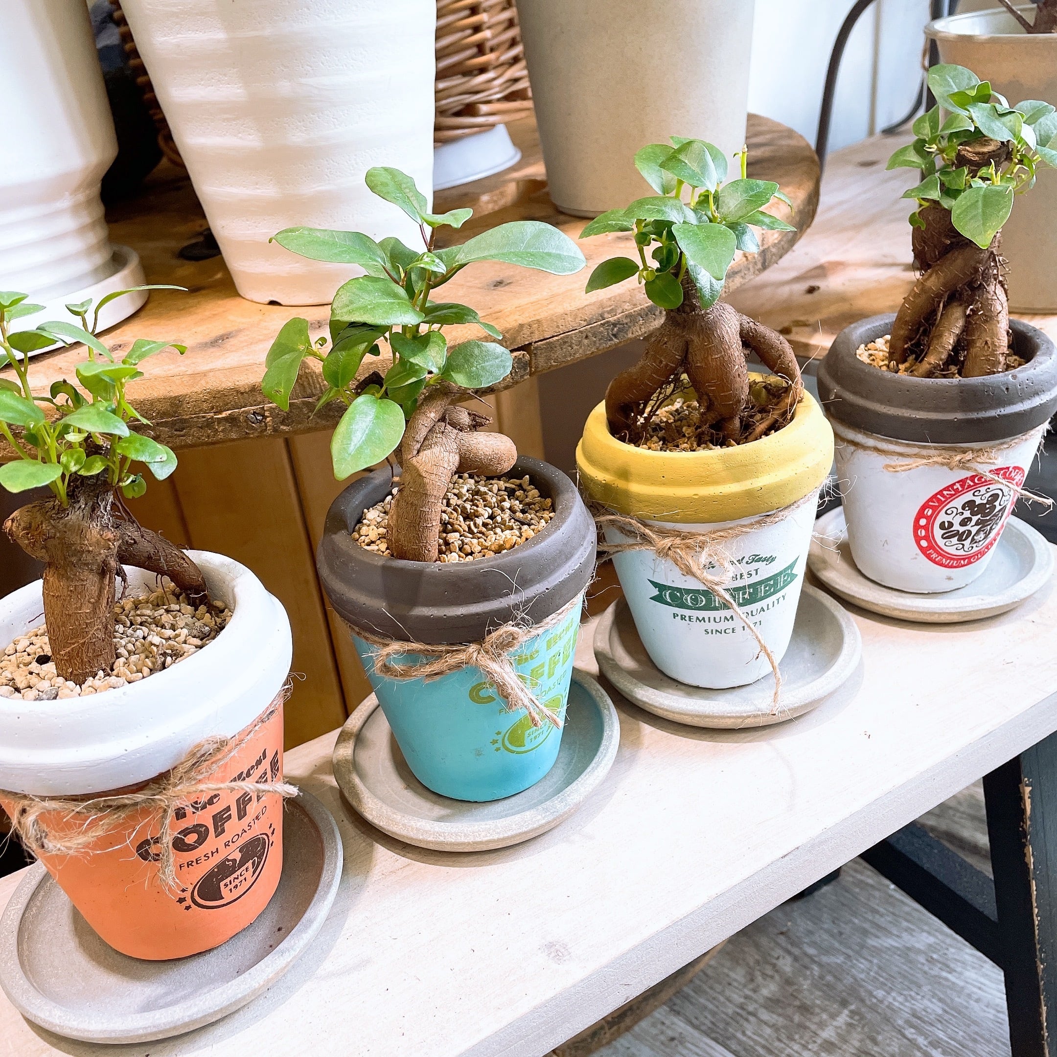 観葉植物☆斑入りガジュマル