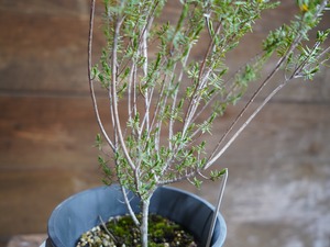 【現物】ビューフォーティア　プルプレア　B