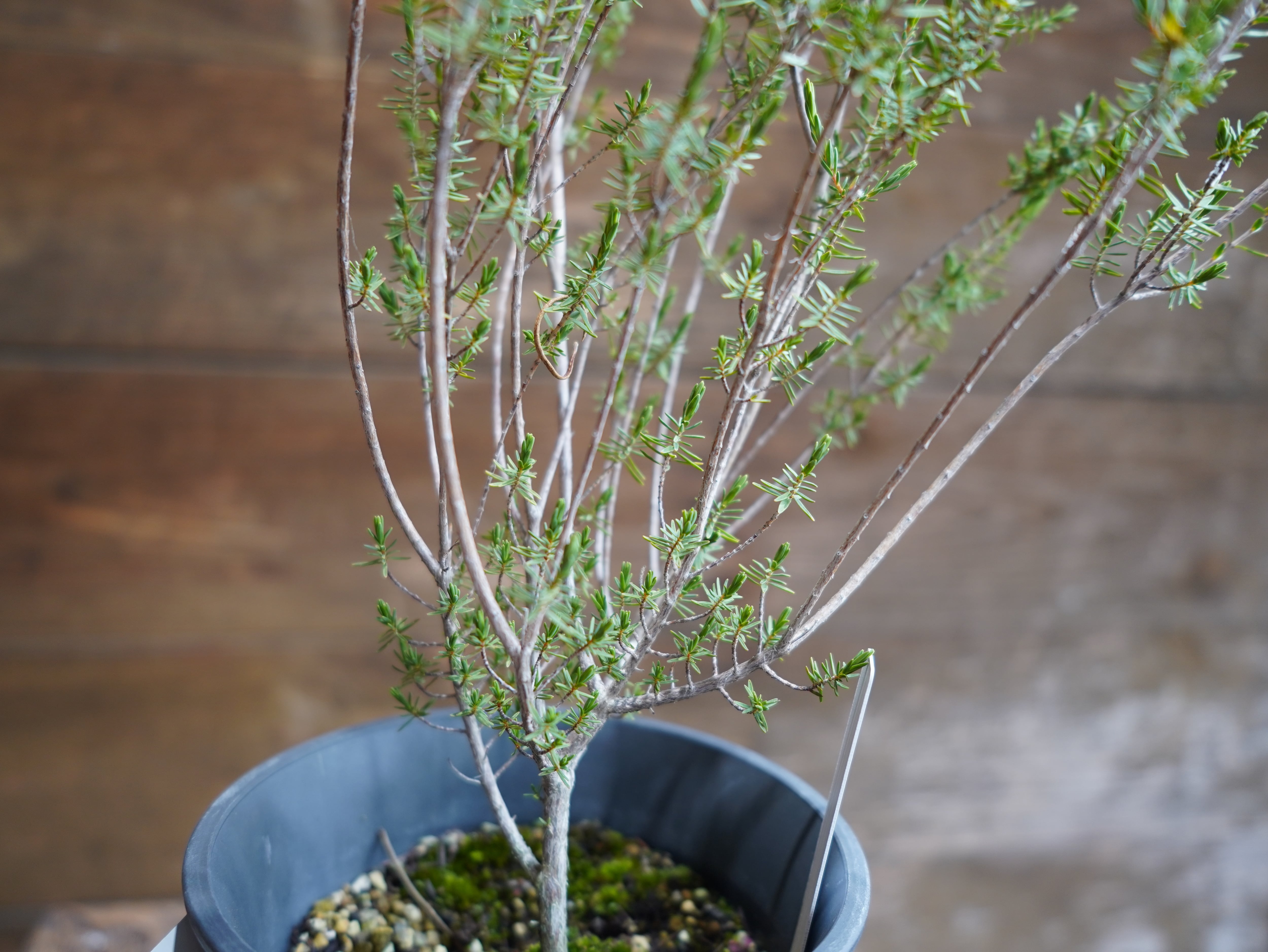 【現物】ビューフォーティア　プルプレア　B