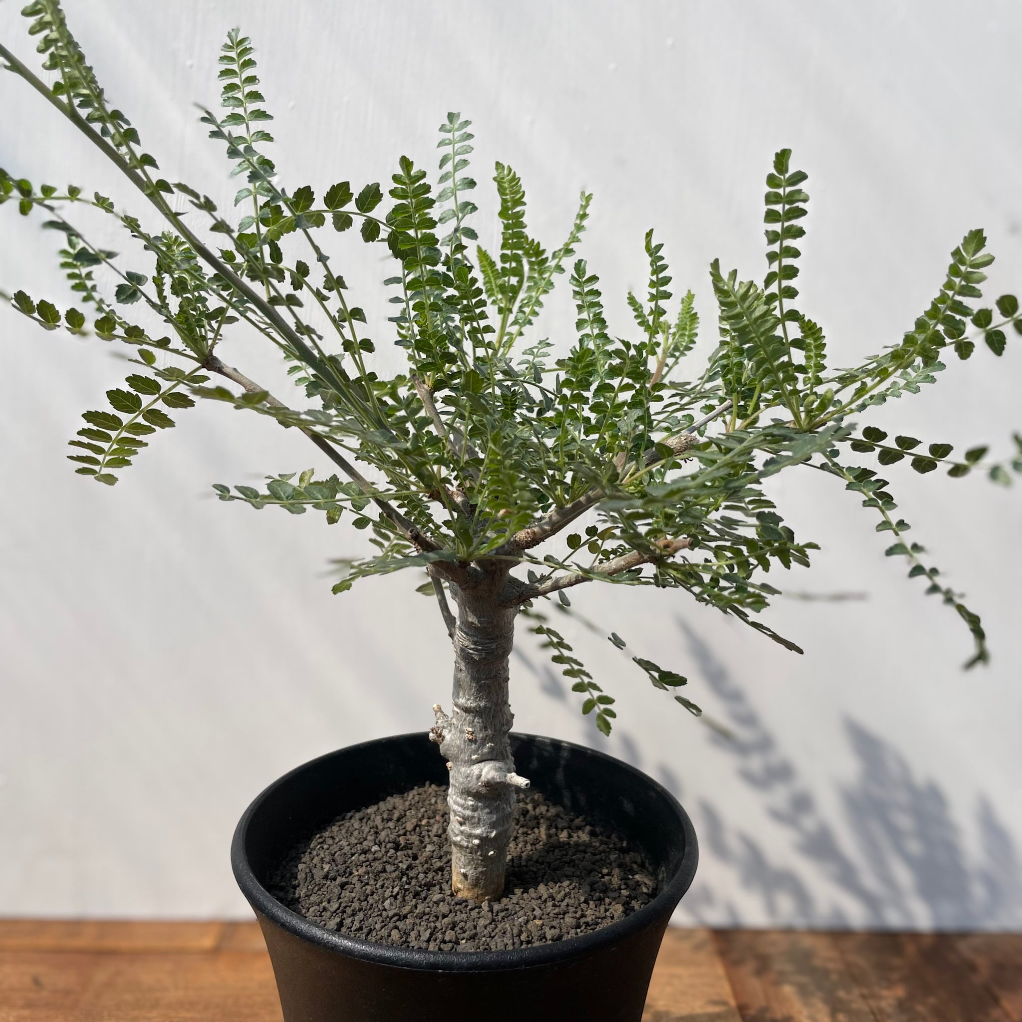 Boswellia neglecta ボスウェリアネグレクタ Boswellia neglecta【ボスウェリア・ネグレクタ】 | RIMO'S