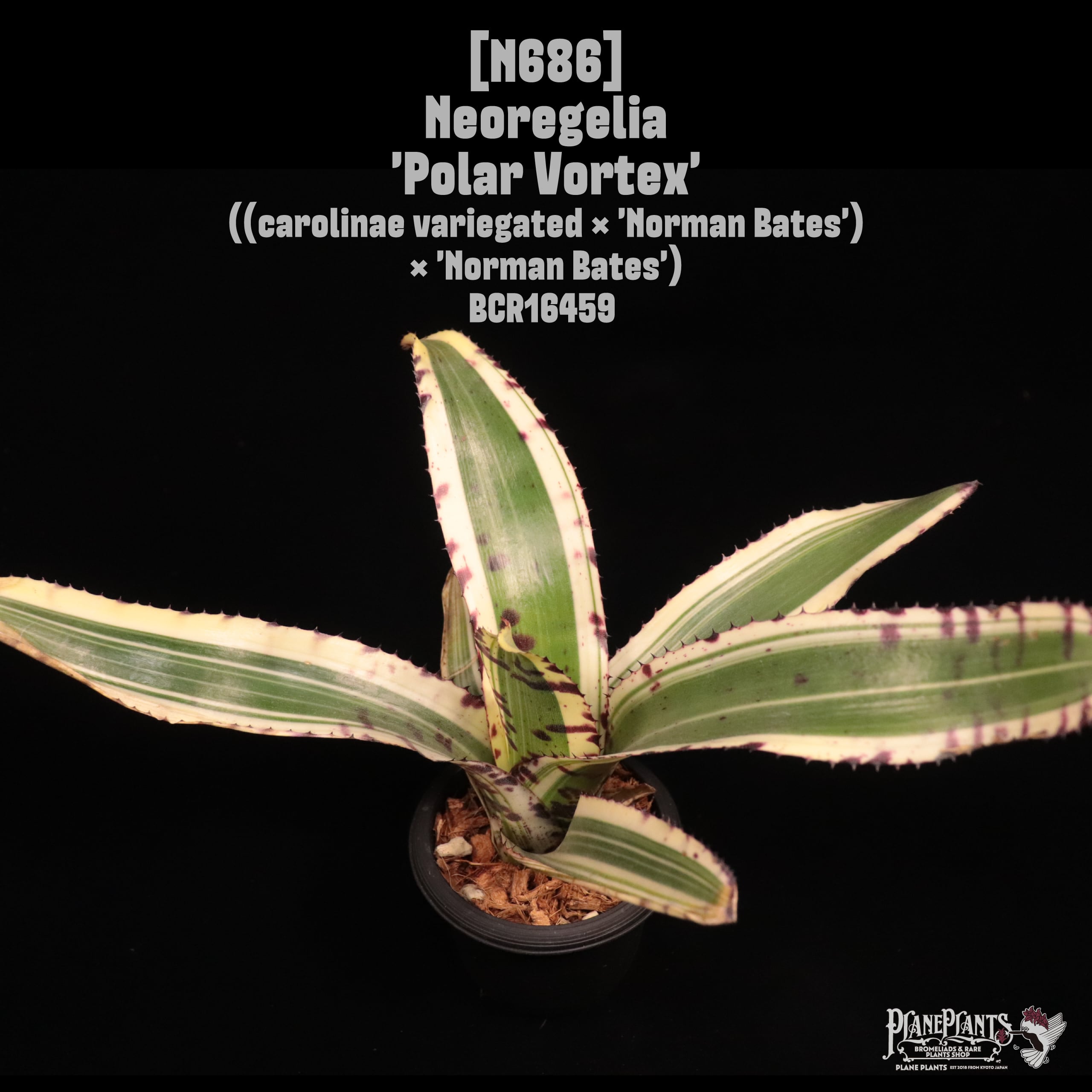 送料無料】 Hohenbergia leopoldo-horstii Black form