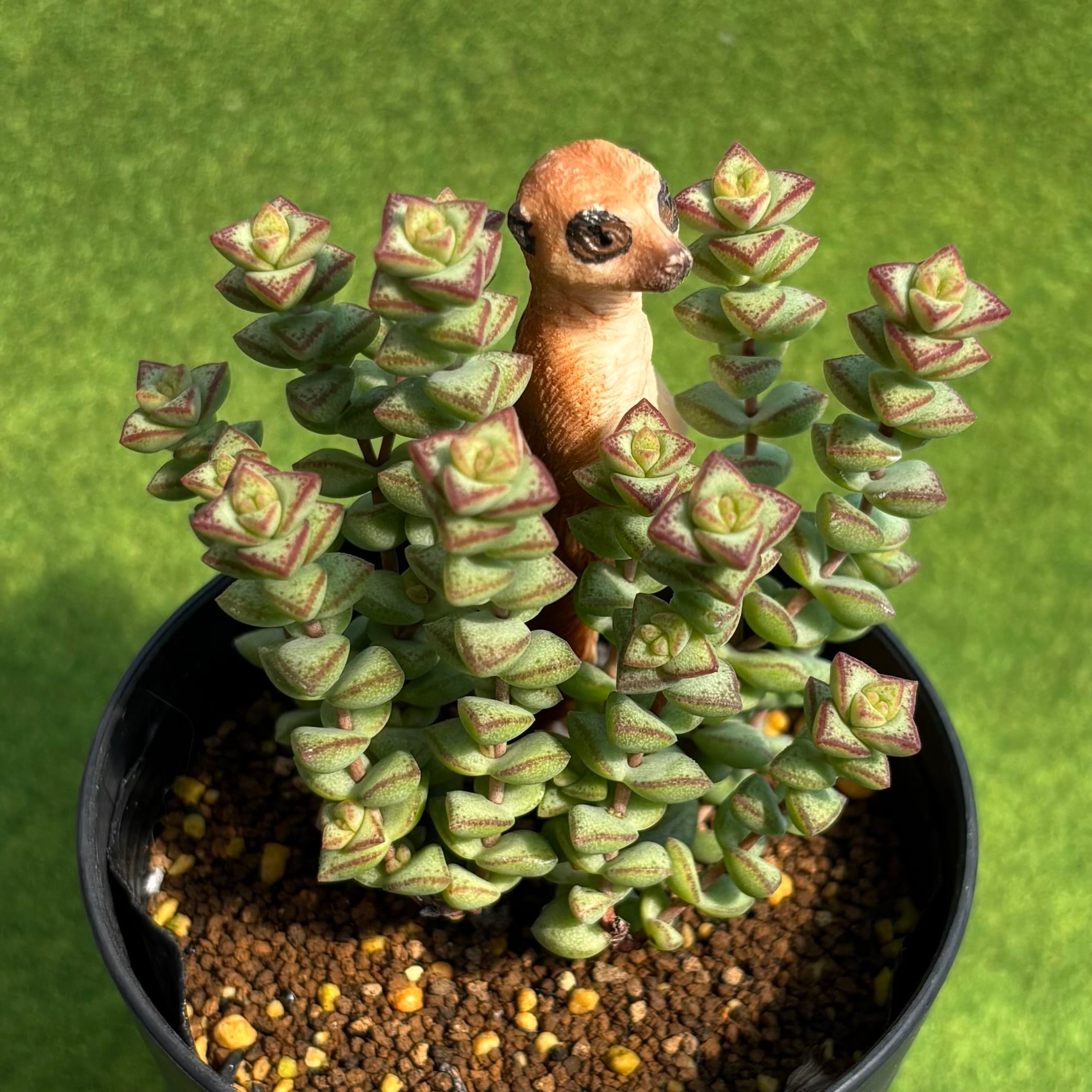 アガベ agave purpusorum /アガベ パープソラム 【観葉植物】【多肉