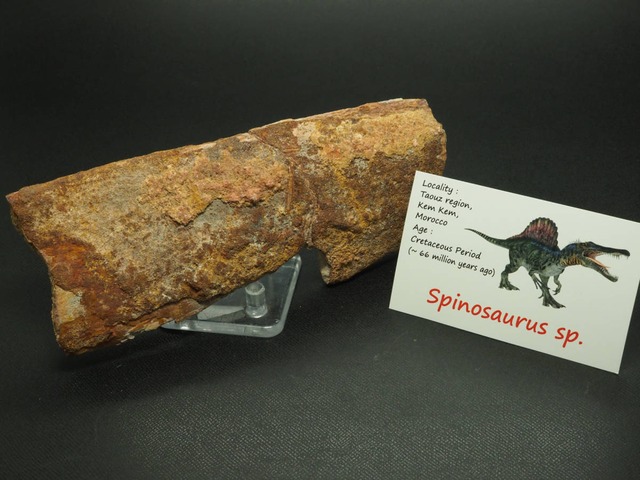 スピノサウルスの骨【Spinosaurus sp.】【292g】モロッコ王国産
