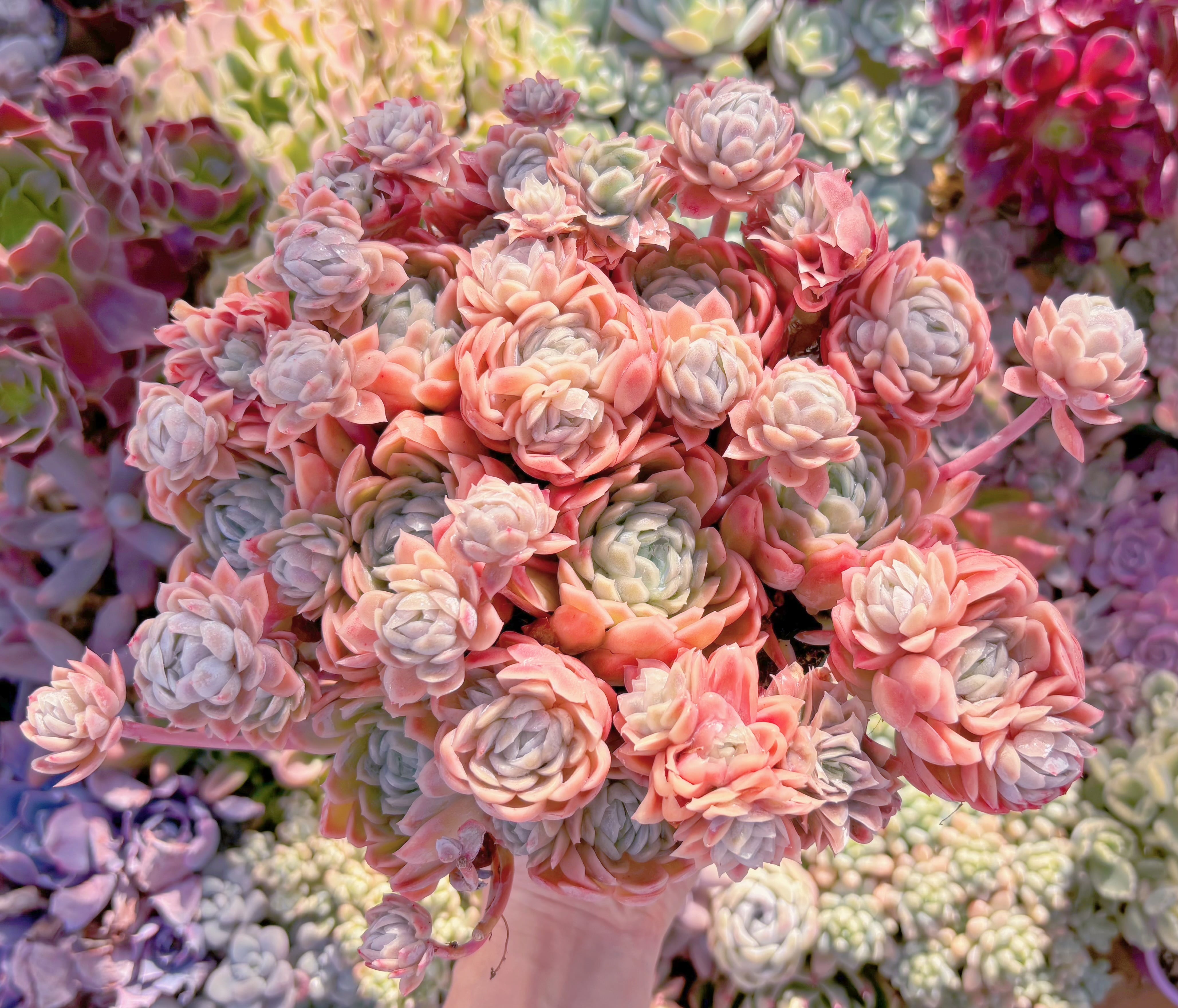 現品　クィーンローズ覆輪錦#095　特特大群生　新入荷