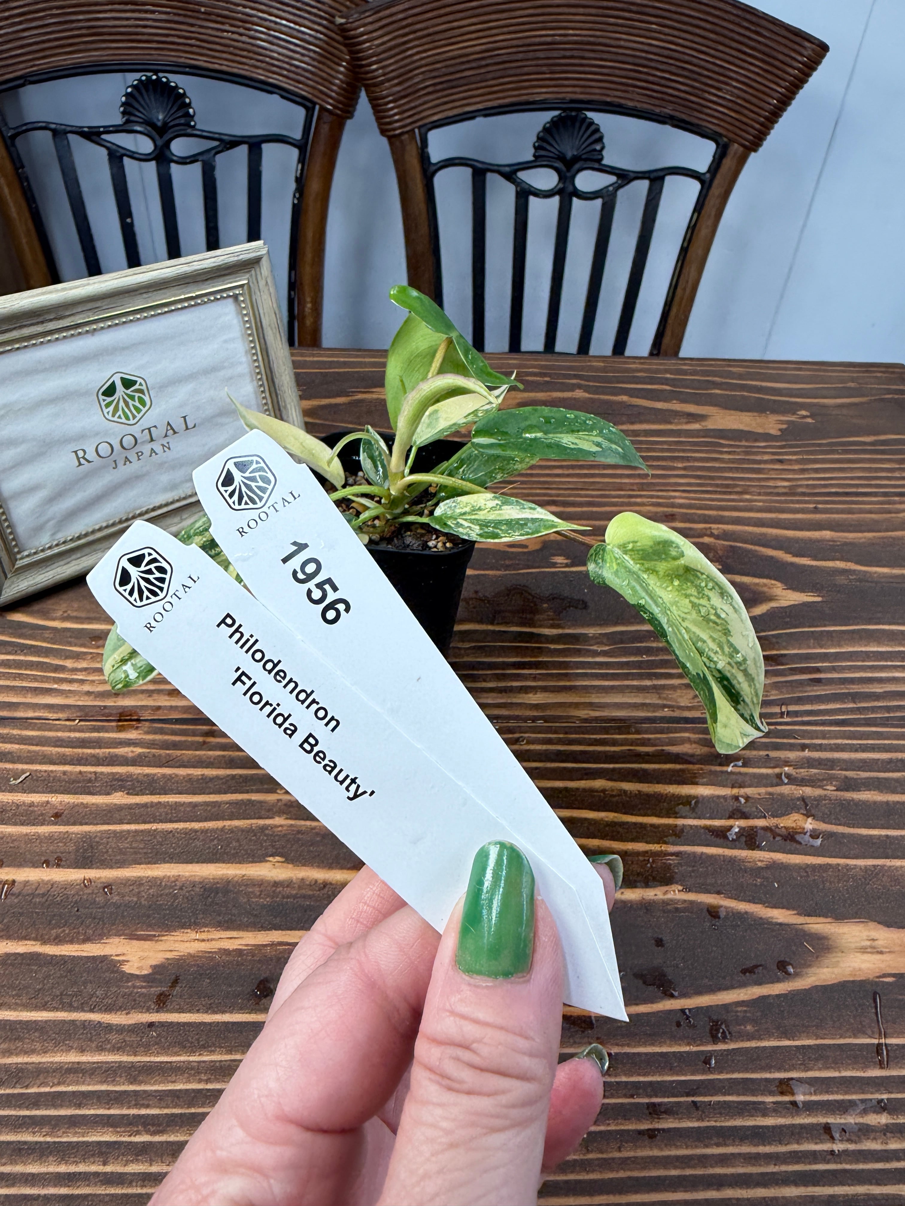 ★1956 フィロデンドロン フロリダビューティー若苗(2.5号ロング硬質ポット)
