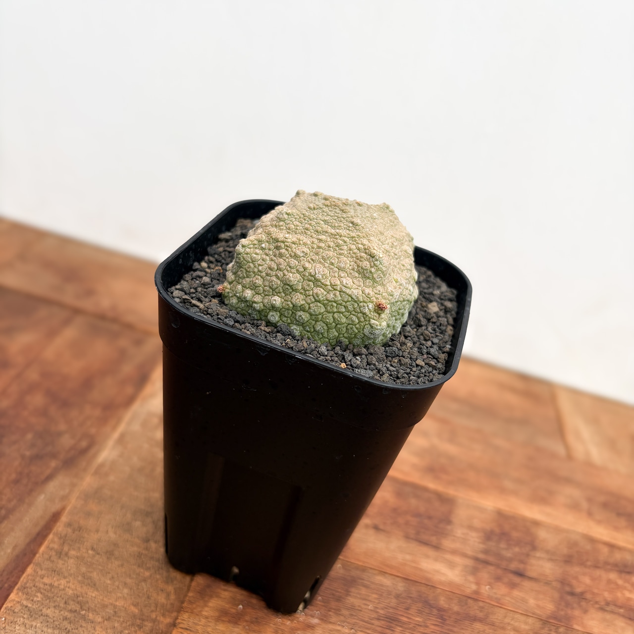 Pseudolithos cubiformis【プセウドリトス・クビフォルミス】