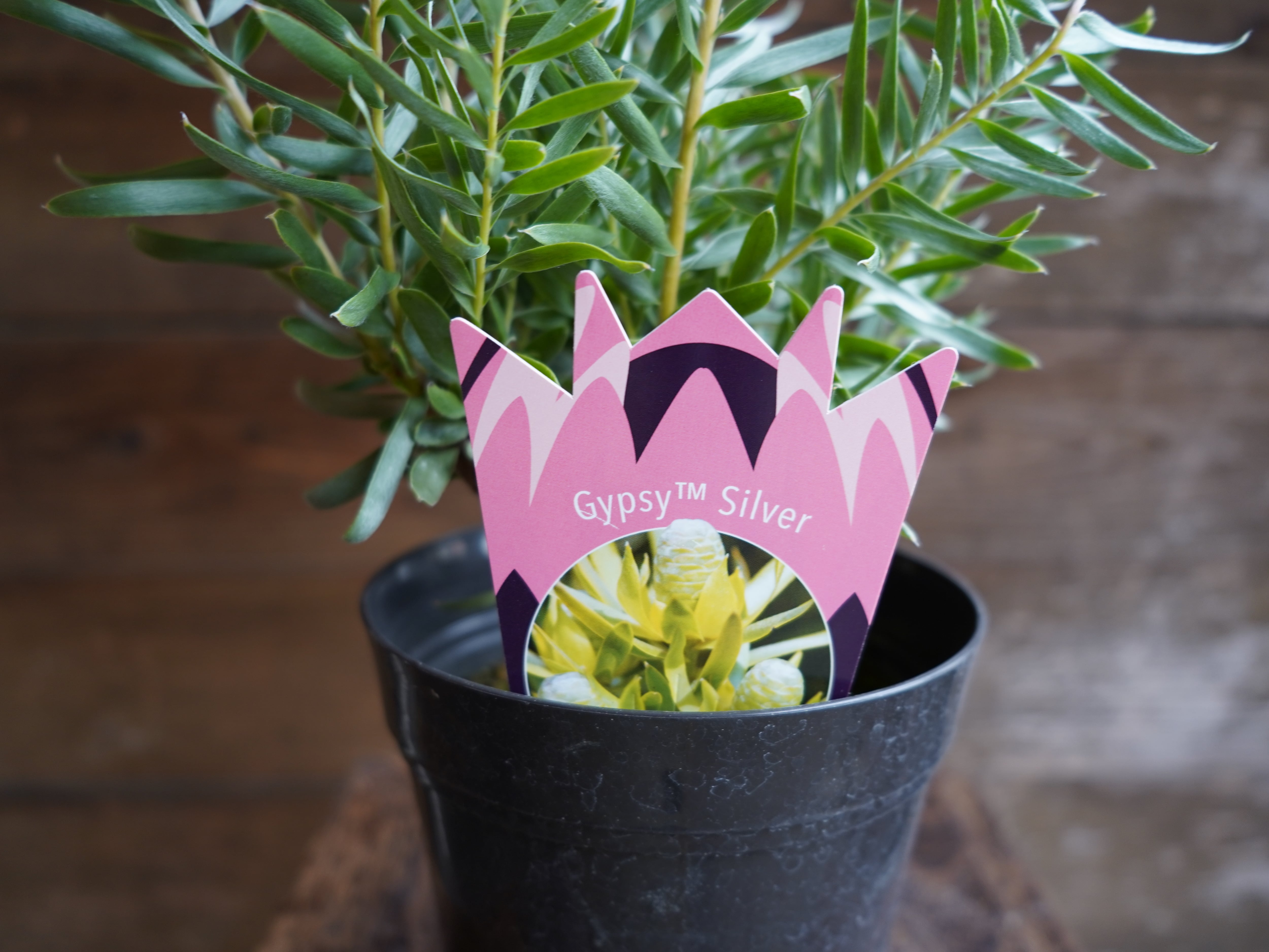 【現物】リューカデンドロン　”Gypsy Silver”