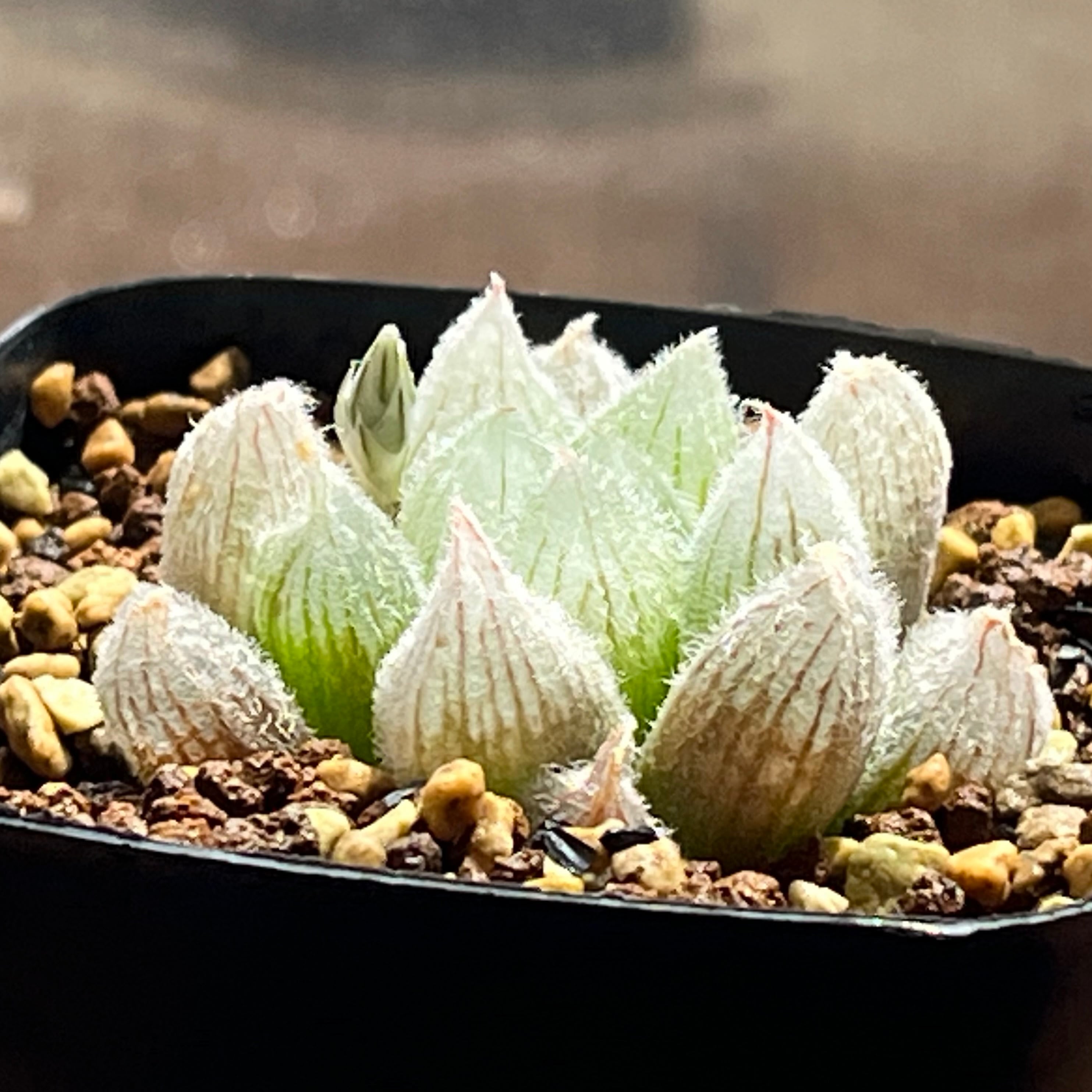 ハオルチア 九尾狐 | mocono_plants