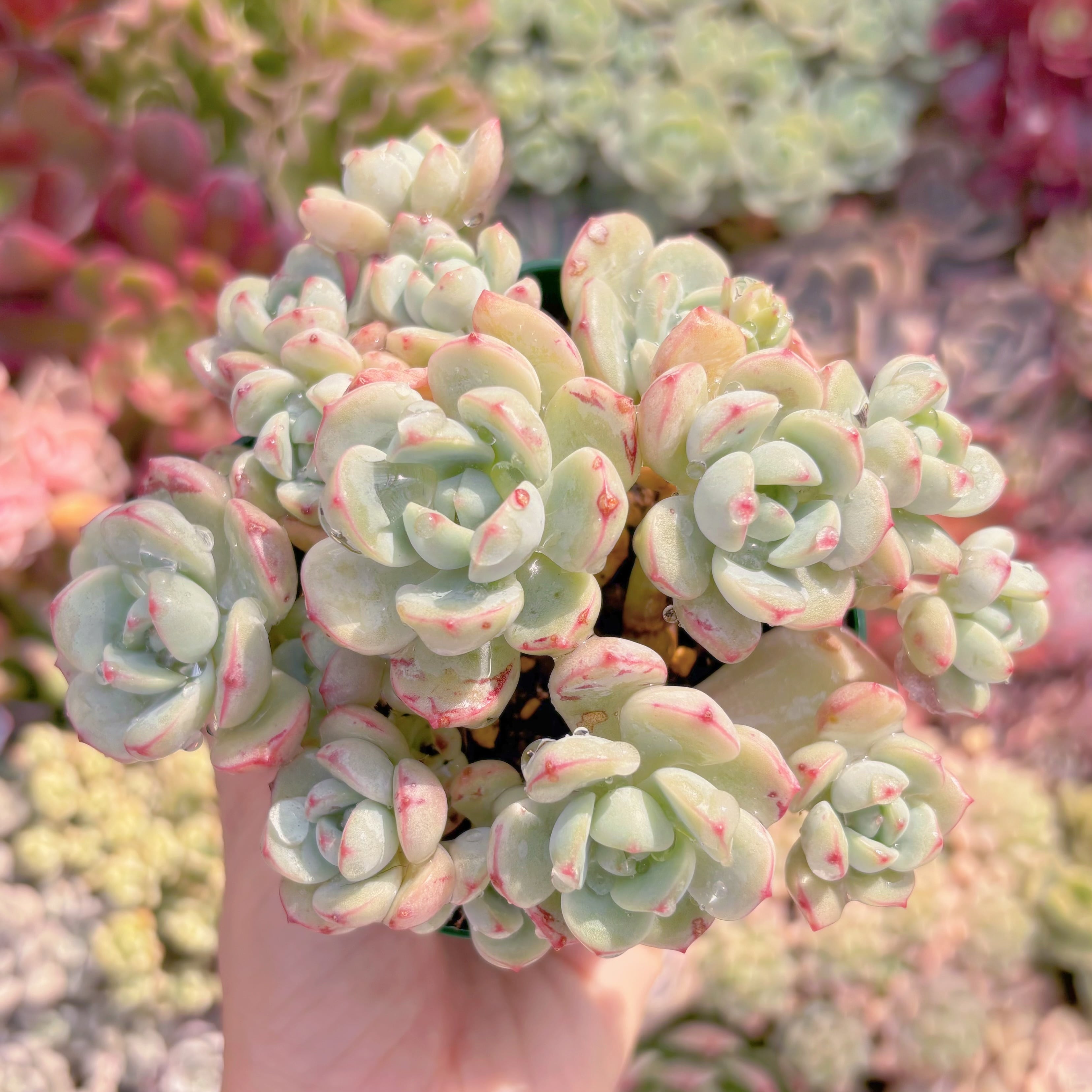 現品　バニラビス#A86　るる農園