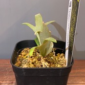 【新着3日限定10%OFF】【UJ】ビカクシダ　ジェニー　P. willinckii 'Jenny'【043】