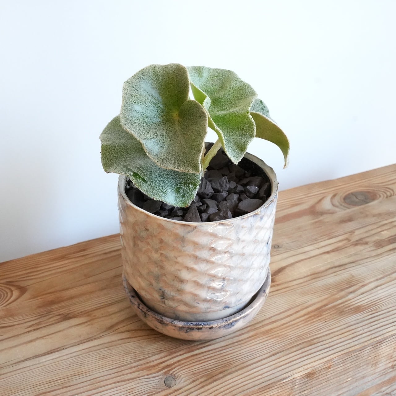送料込み】観葉植物 ベゴニア ベノーサ 4号サイズ 陶器鉢 | 草陽香