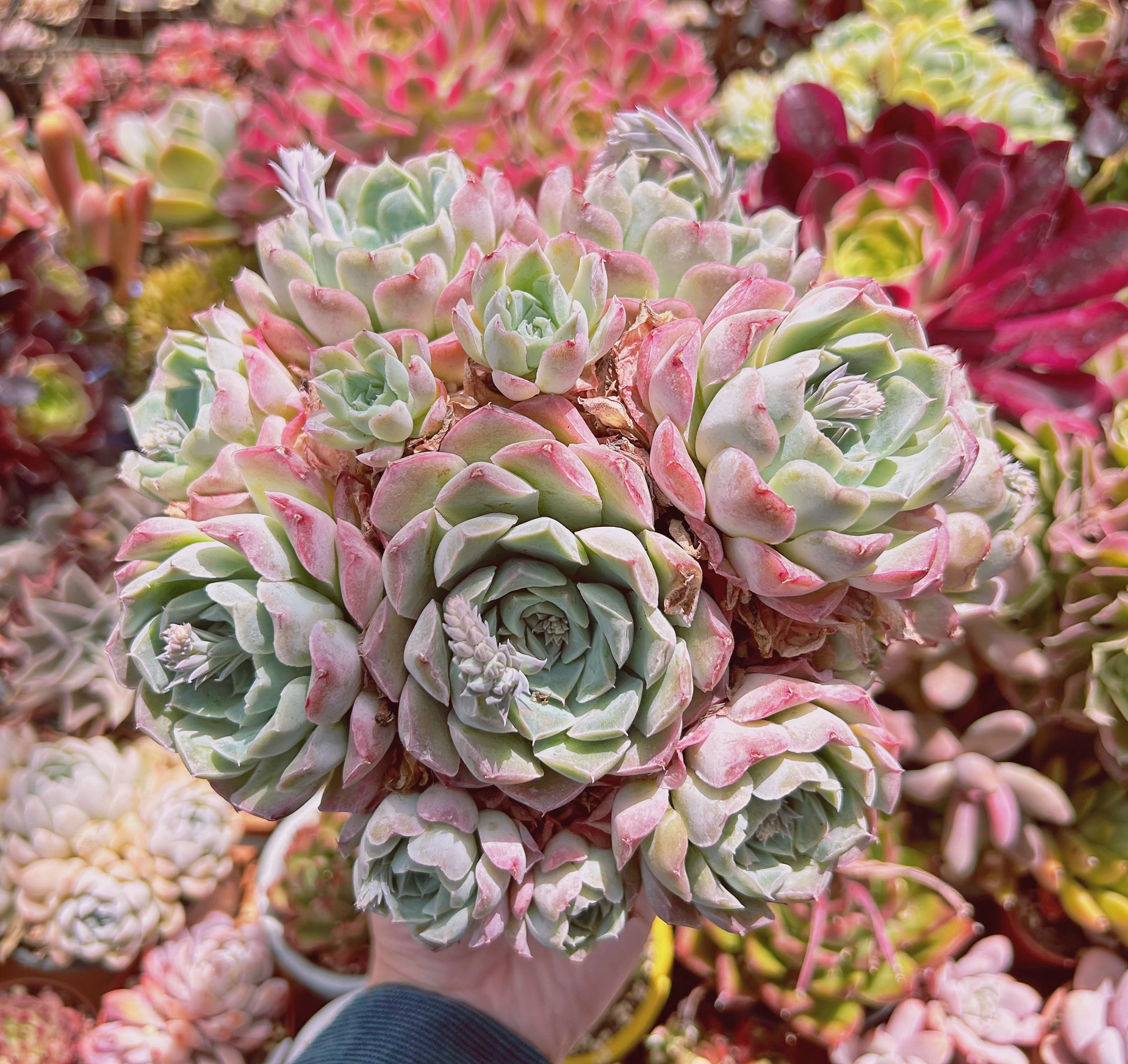 お纏め専用　多肉植物　❁︎春薔薇錦　新根あり 627現物 多肉植物 薔薇月影 特特大 | るる農園~多肉植物専門