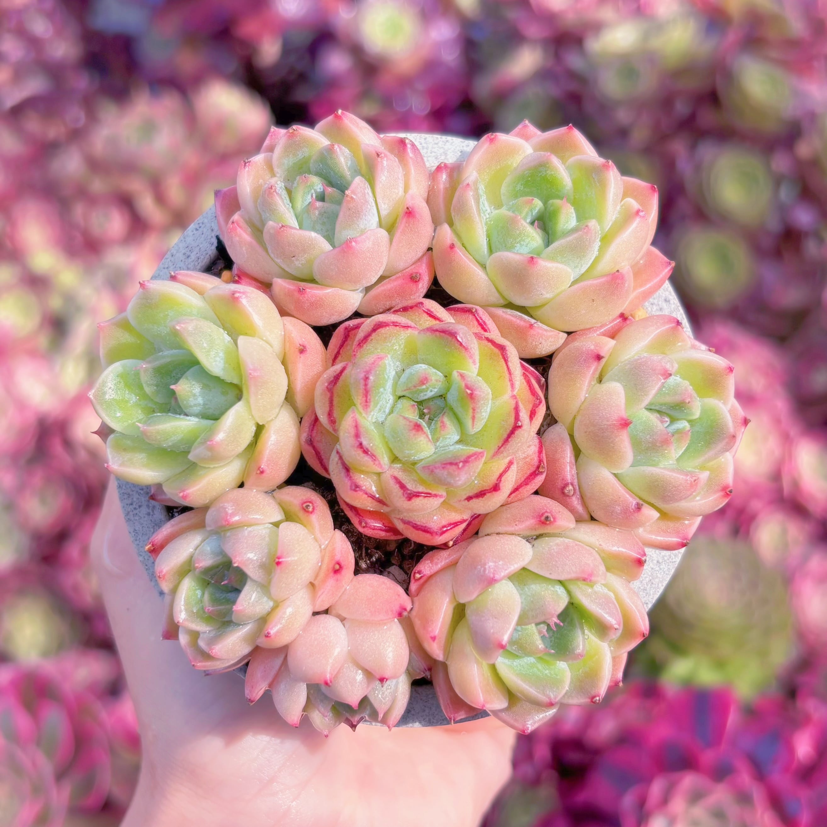 多肉植物　美夢(7苗)　新入荷　るる農園