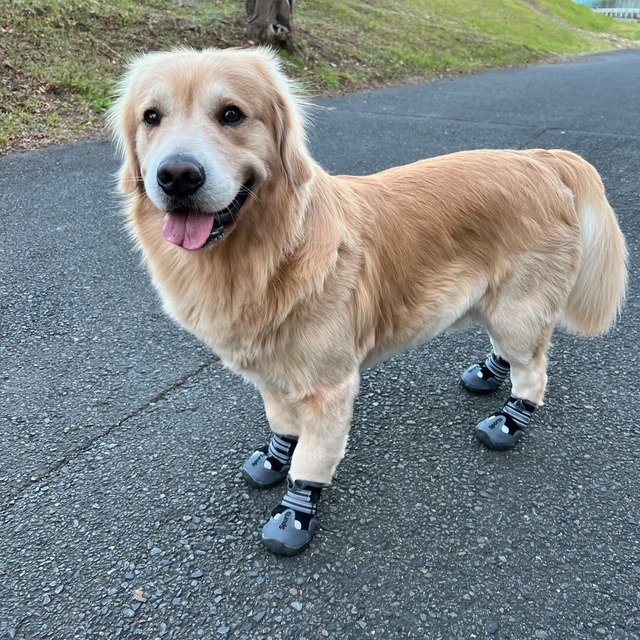 ペットシューズ　冬暖かい靴　犬の靴　中型犬　大型犬