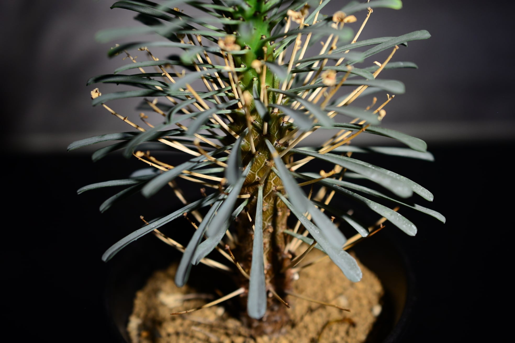 ユーフォルビア ムルチフォリア | N collect plants ユーフォルビア ムルチフォリア | N collect plants