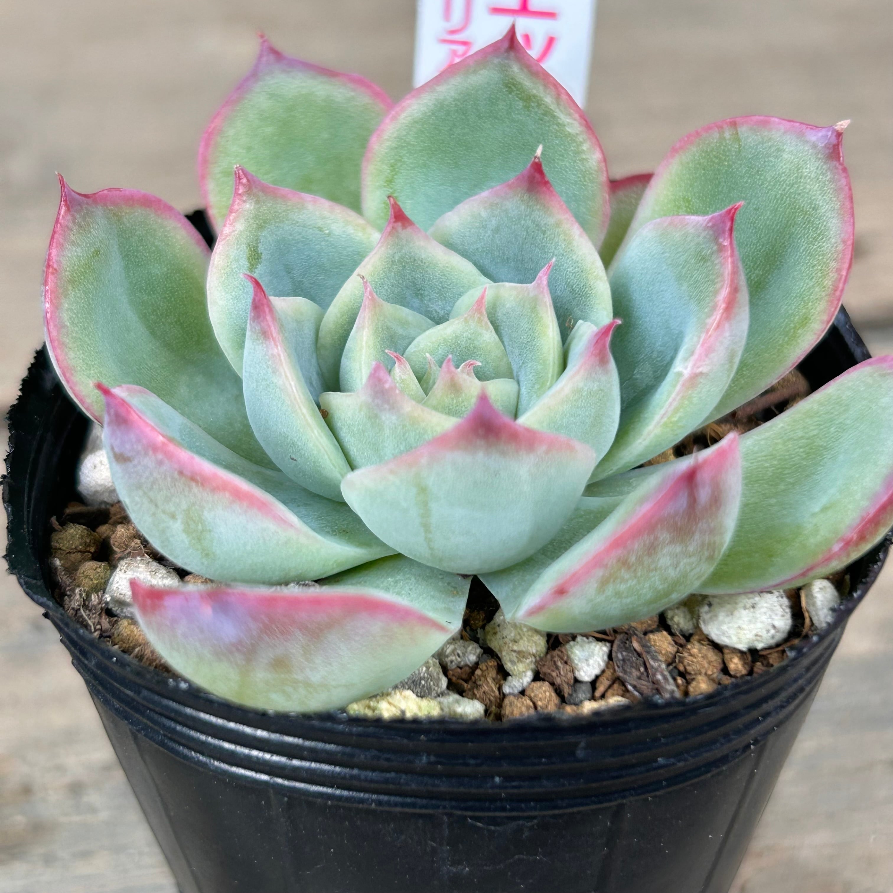 シルエット | RuPo 多肉植物専門店