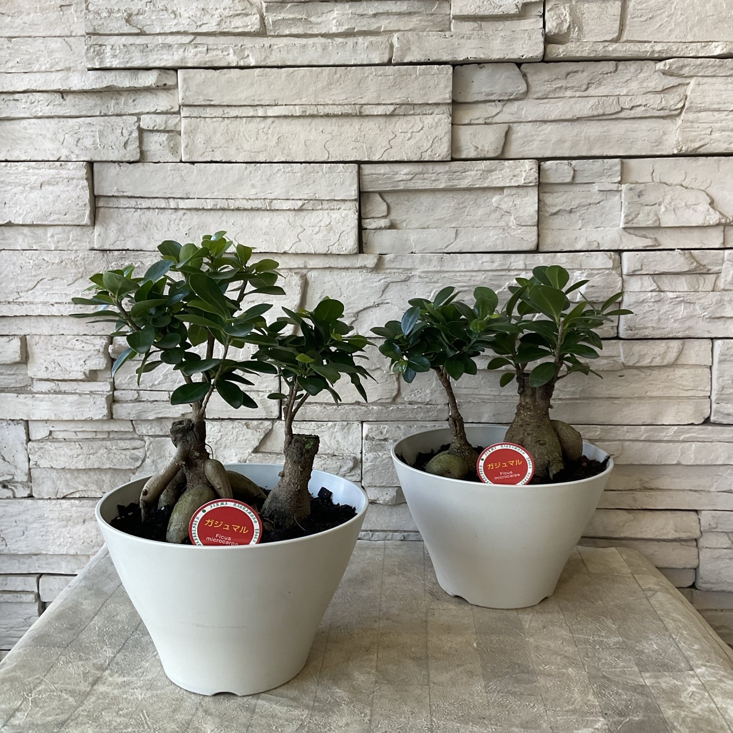 観葉植物】ガジュマル 7寸鉢 | 橋本種苗園