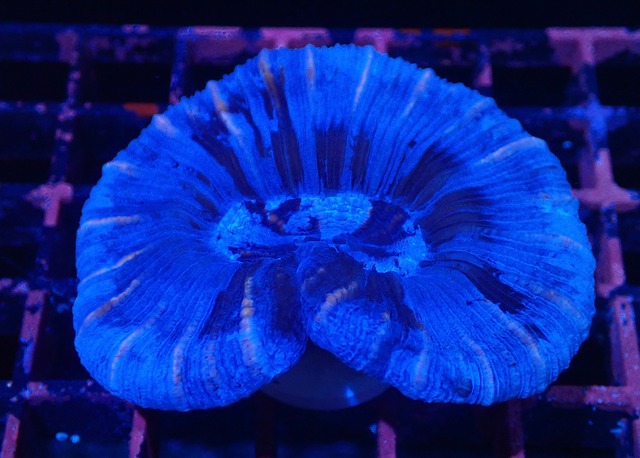 Trachyphyllia Premium Blue