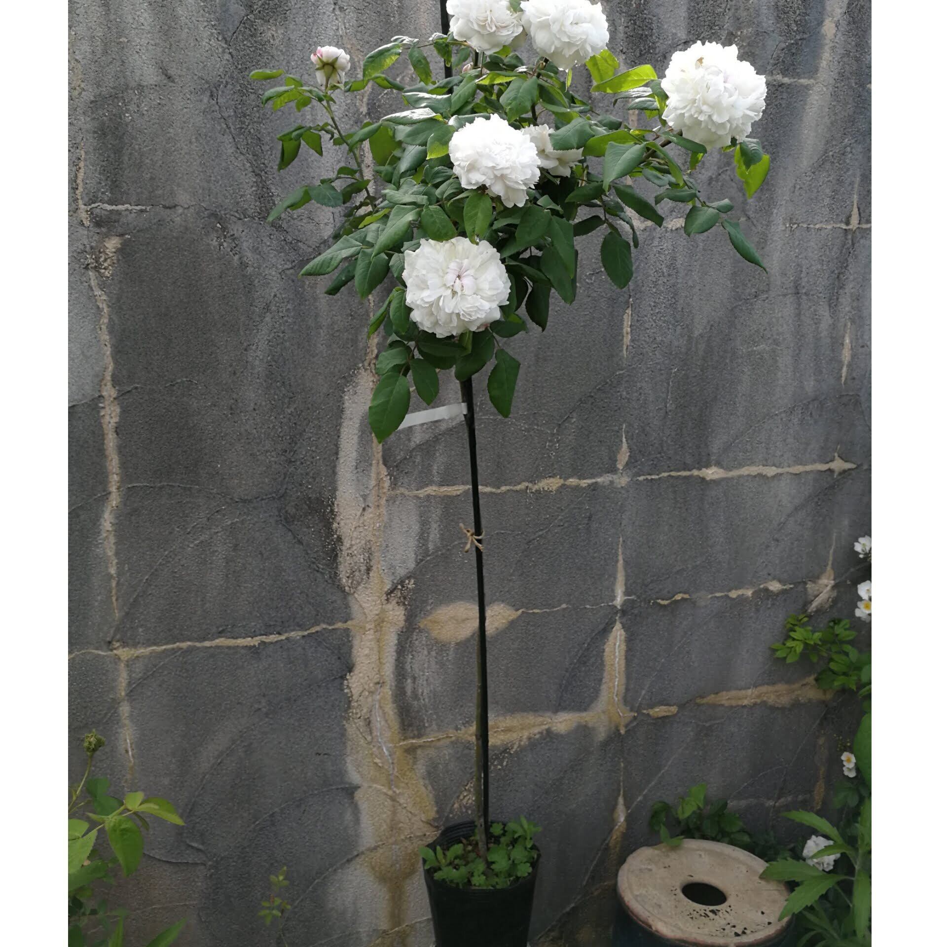 80cm台木 スタンダード 仕立て ヴィルゴ 天空のバラ園 無農薬バラ苗 花苗 クレマチス ハーブ産直販売