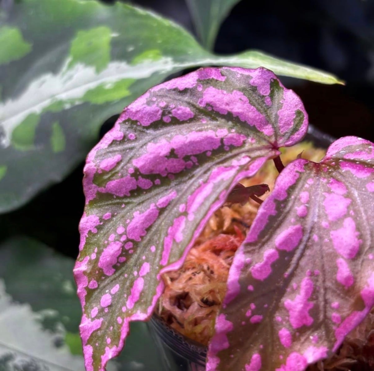 Begonia maculata 'Pink Variegated' | 熱帯雨林植物専門店 トイ吉園芸