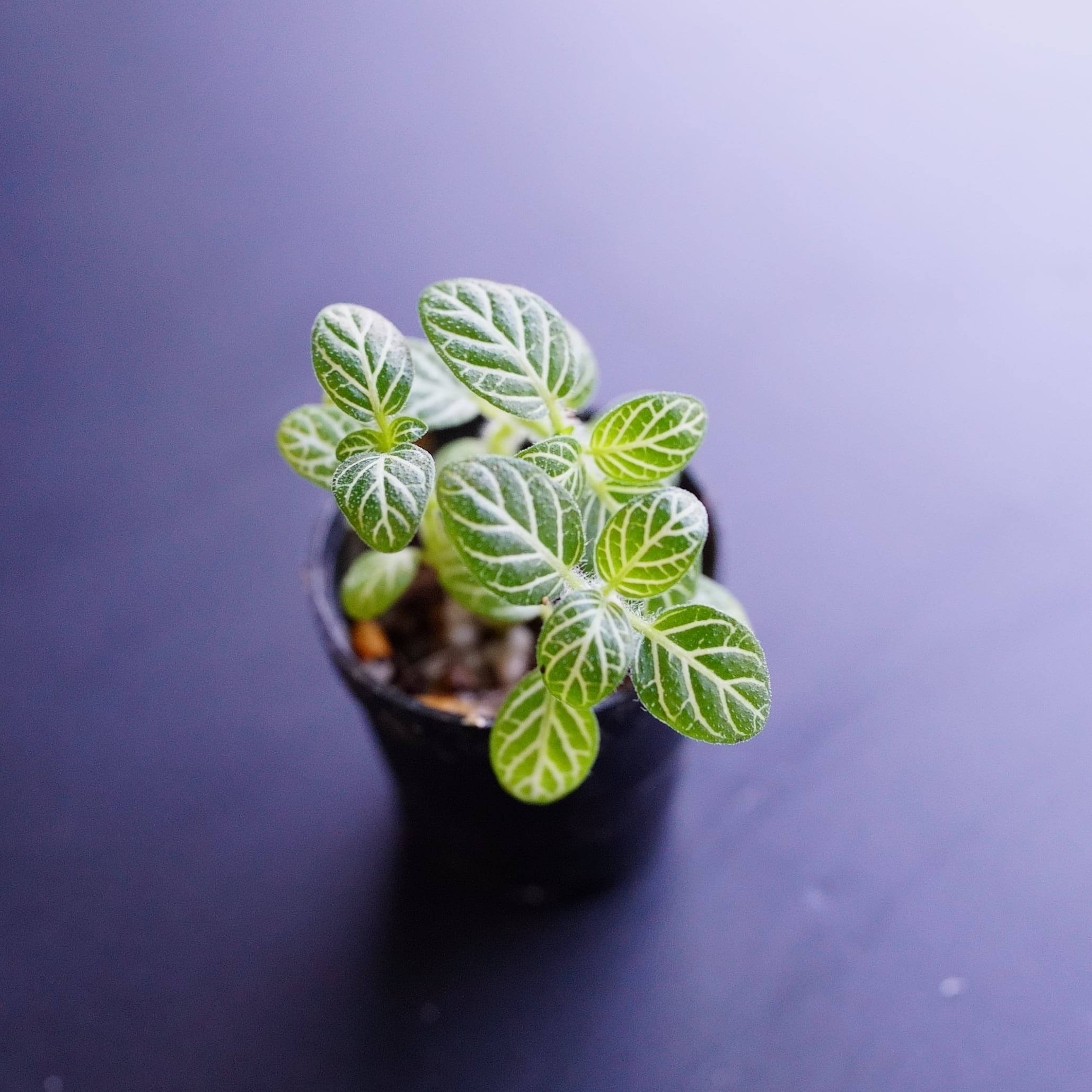 フィットニア ホワイトエンジェル