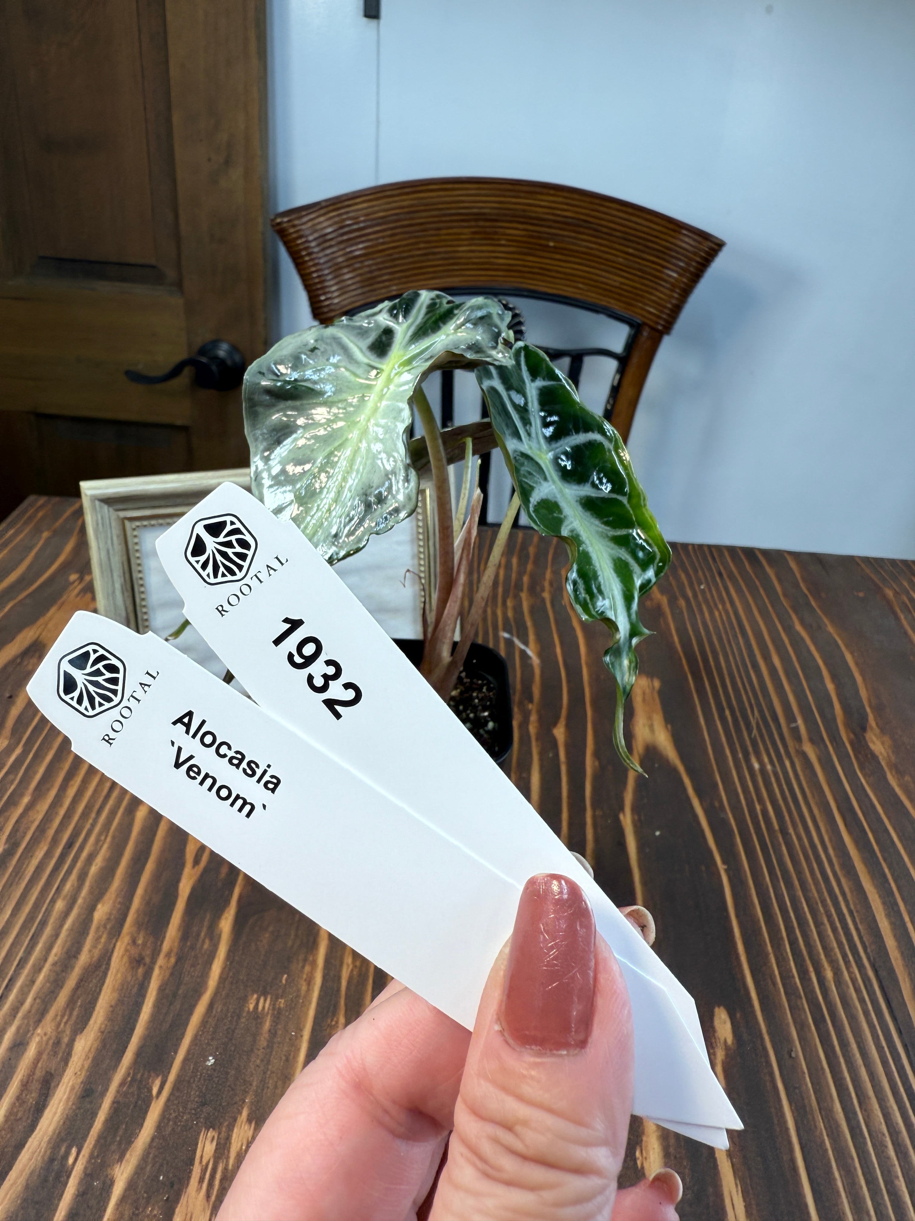 ヴェノム | ROOTALPLANTS