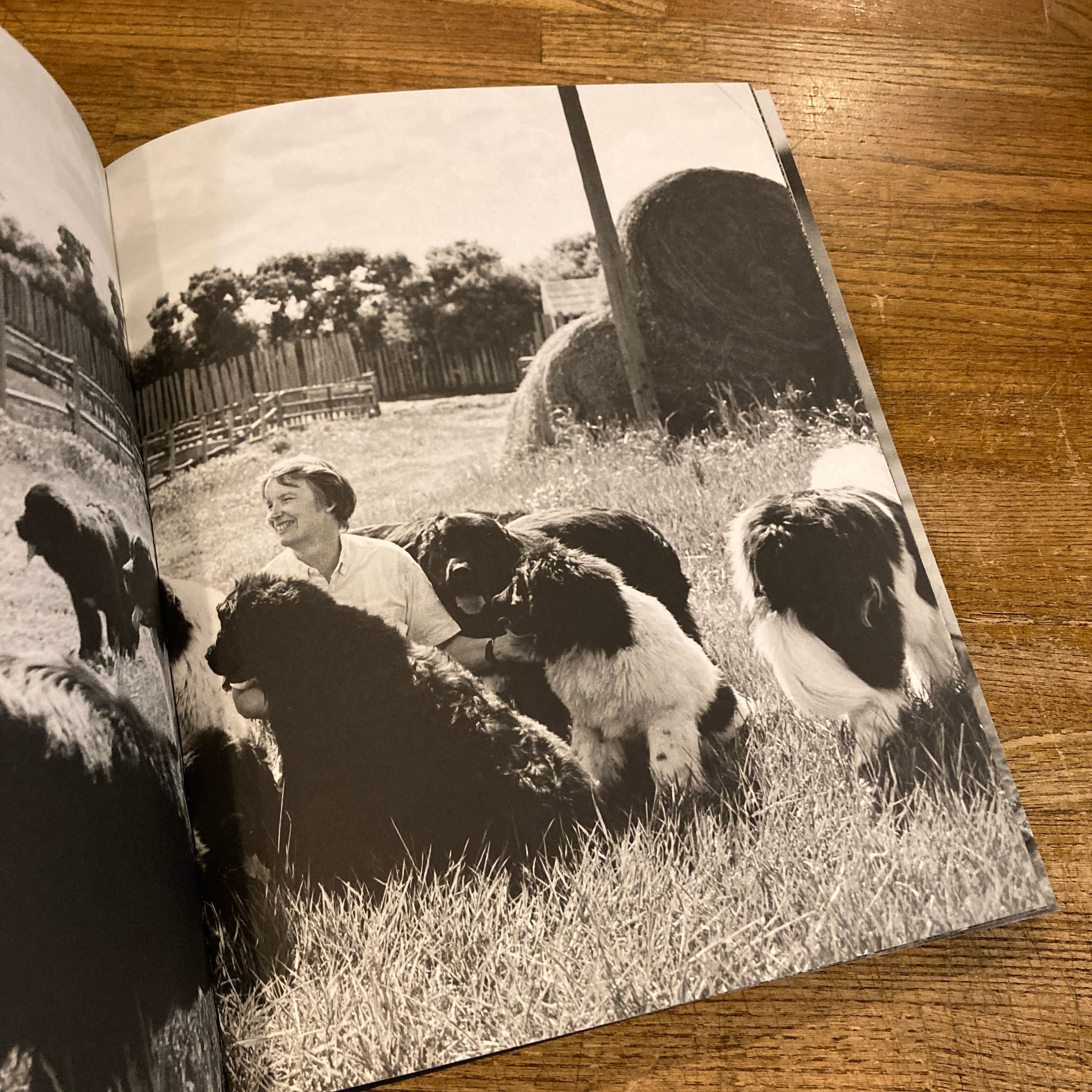 Gentle Giants: A Book of Newfoundlands / Bruce Weber | 百年