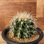 Echinocactus　パーマネント金鯱・実生