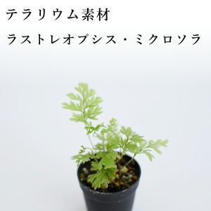 ラストレオプシス・ミクロソラ（シダ植物）　苔テラリウム作製用素材