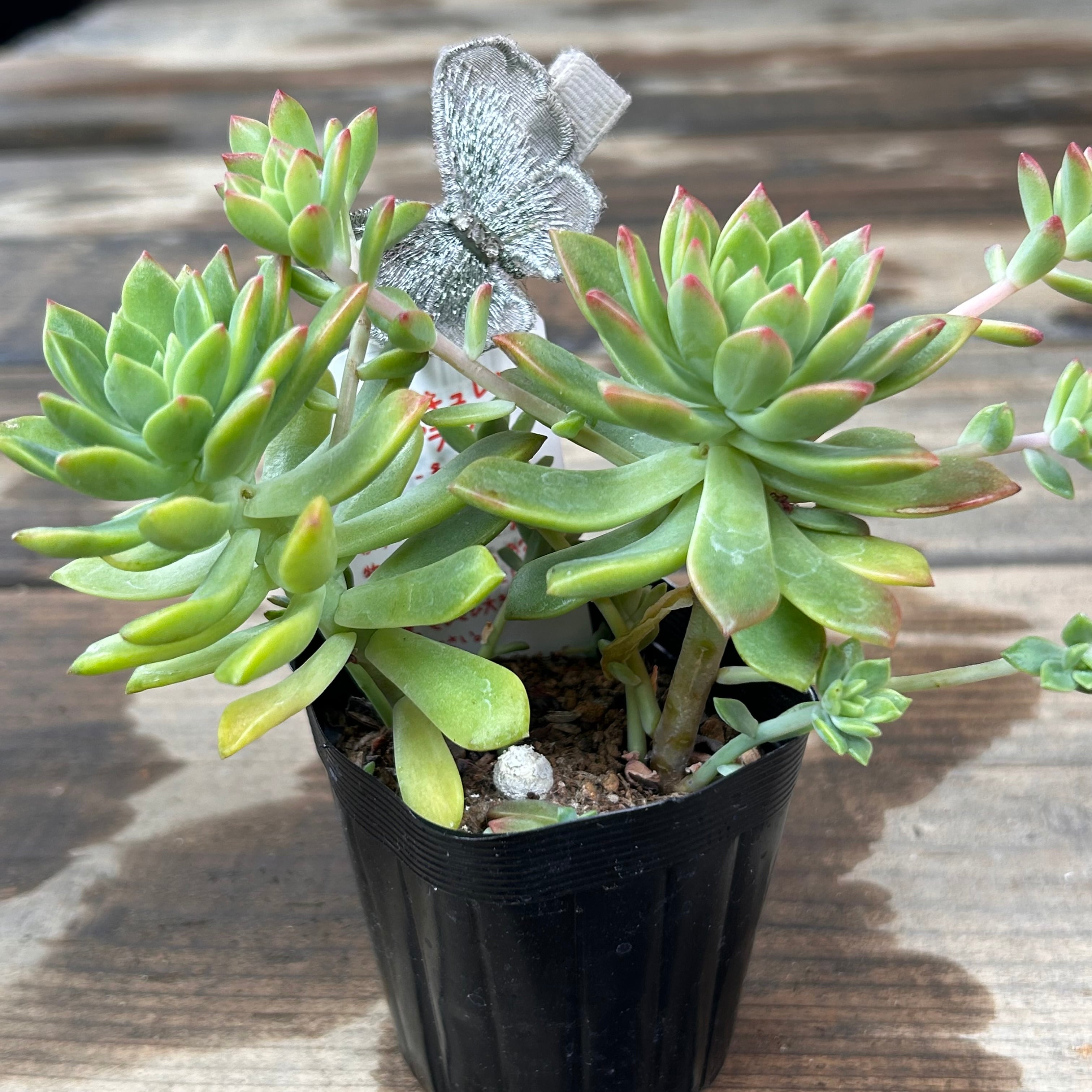 マッコス | RuPo 多肉植物専門店